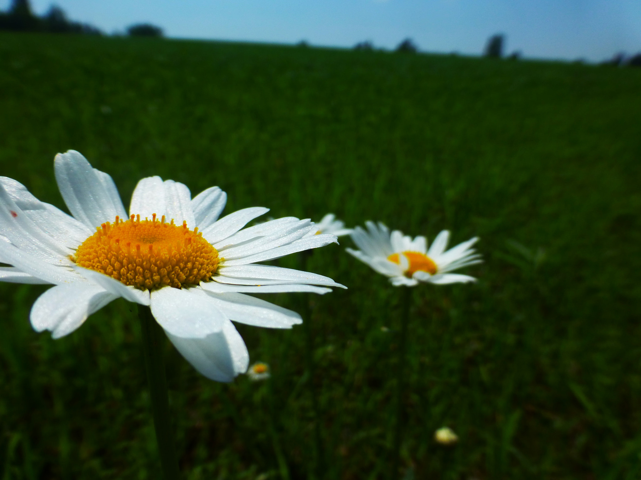 Panasonic DMC-ZS19 sample photo. Daisy, daisy photography