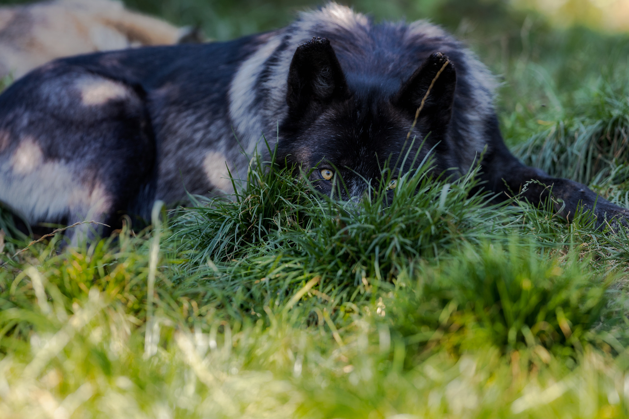 Canon EF 300mm F2.8L IS II USM sample photo. Alpha i photography