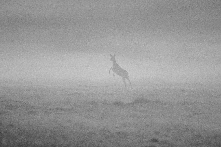 Sigma 150mm f/2.8 EX DG OS HSM APO Macro sample photo. In the mist. photography