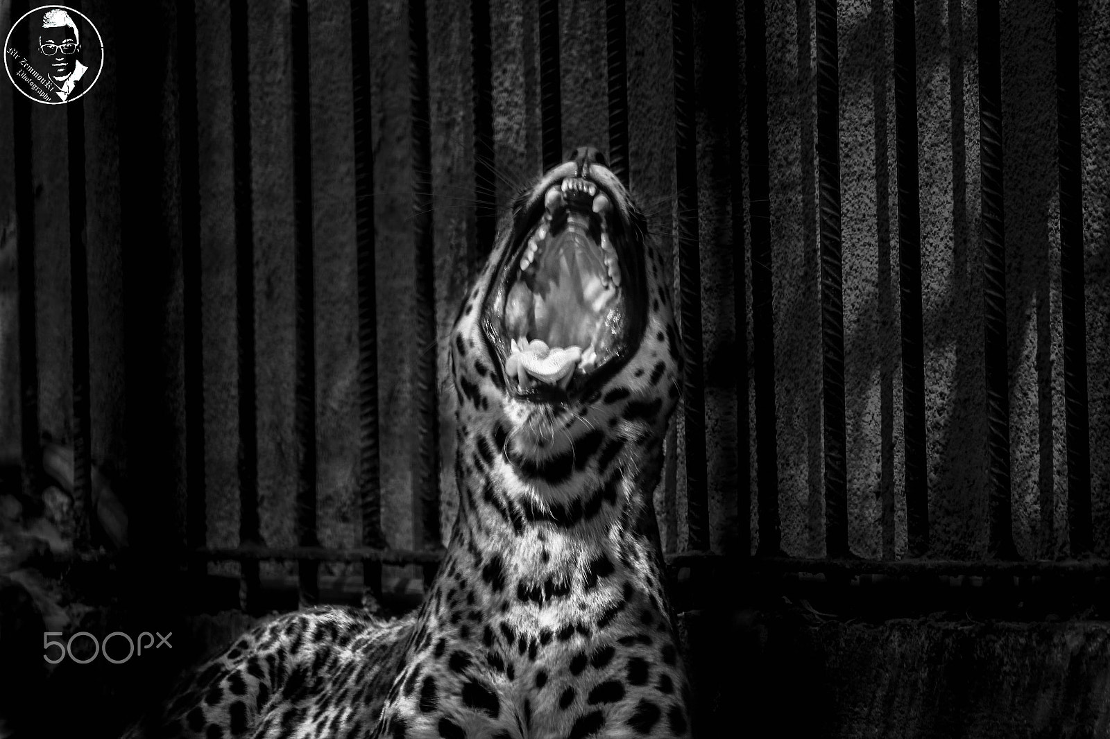 Canon EF-S 55-250mm F4-5.6 IS STM sample photo. Tiger  'freedom scream' photography