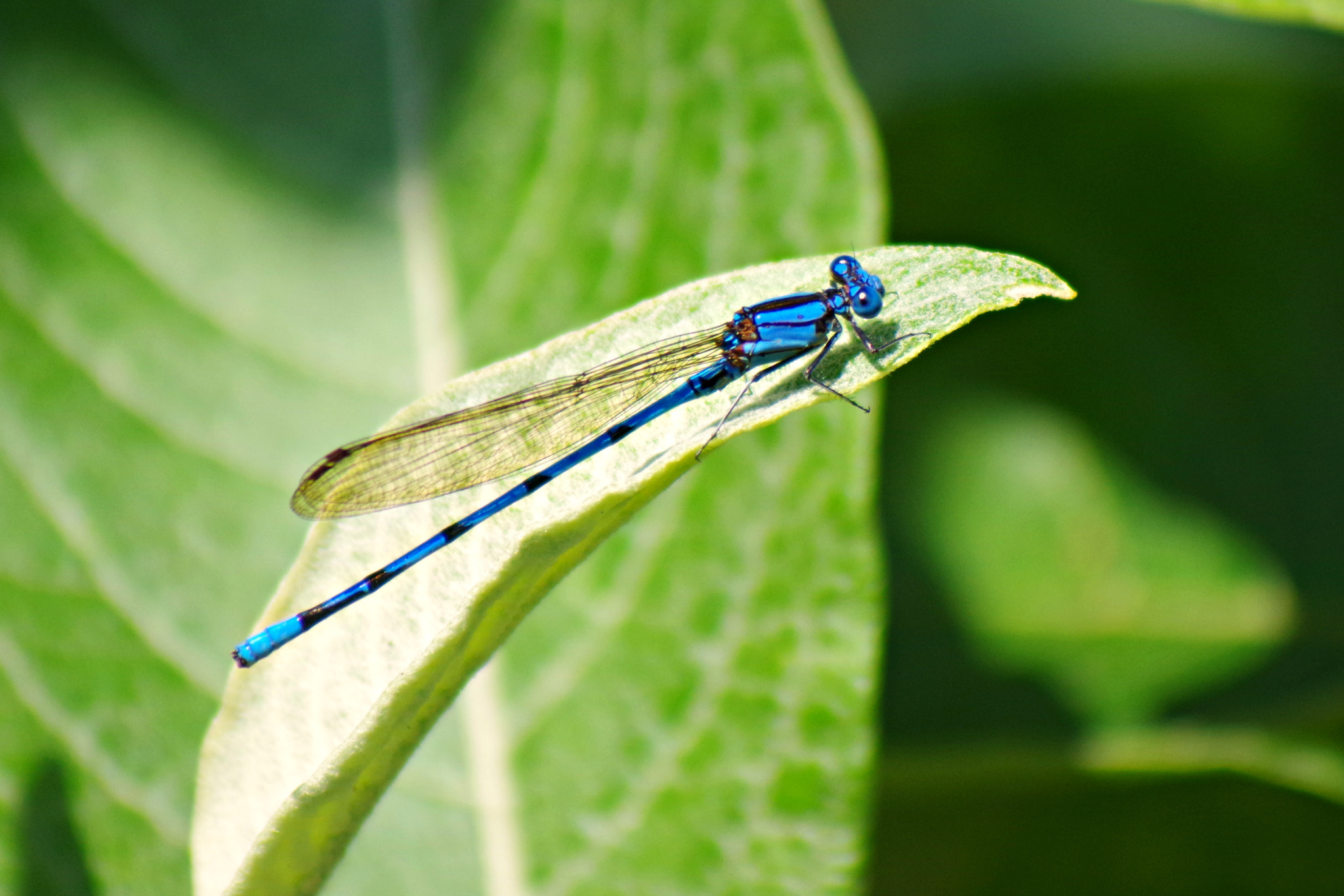 Pentax K-S2 sample photo. Dragonfly photography