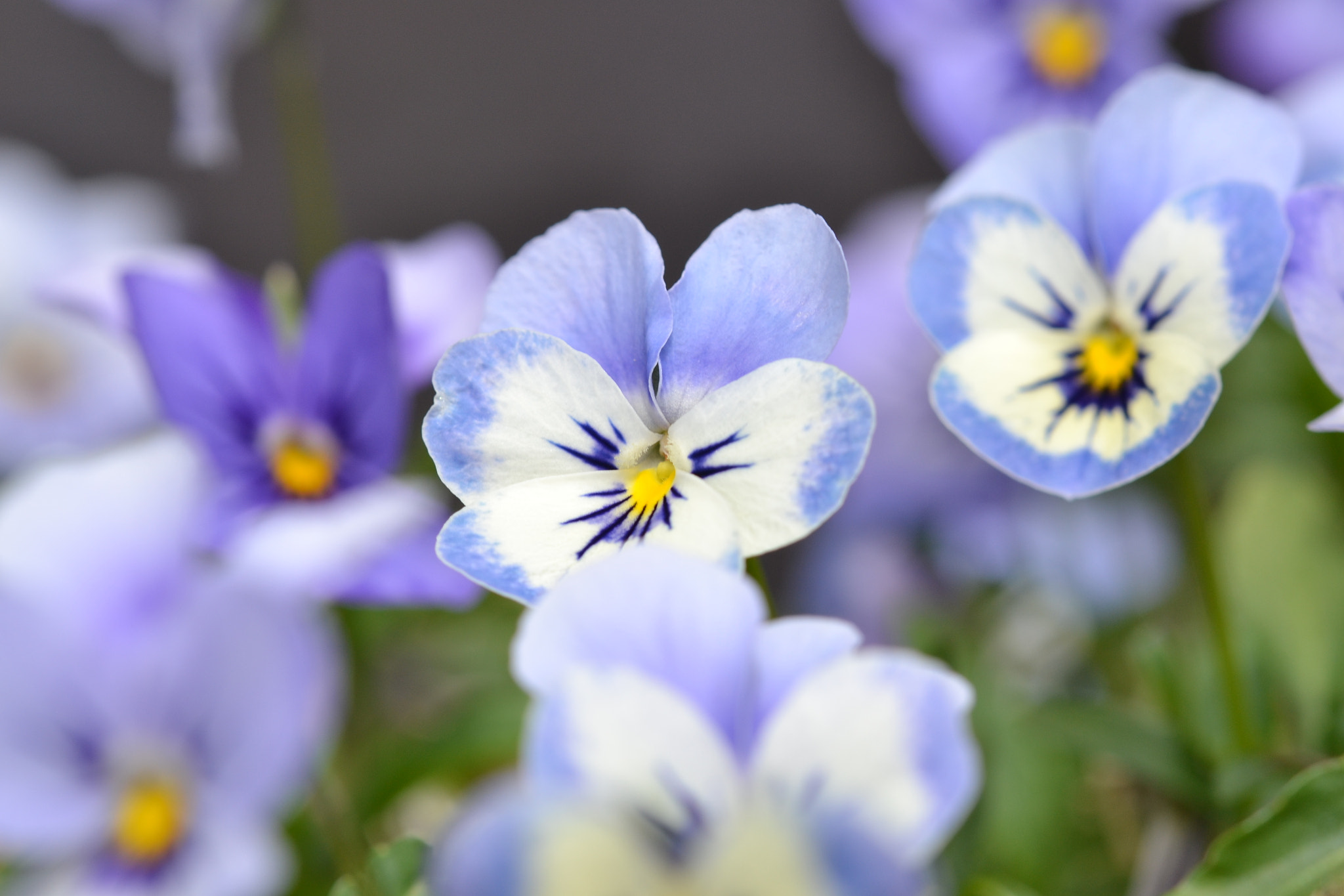 Sigma 105mm F2.8 EX DG OS HSM sample photo. Summer photography