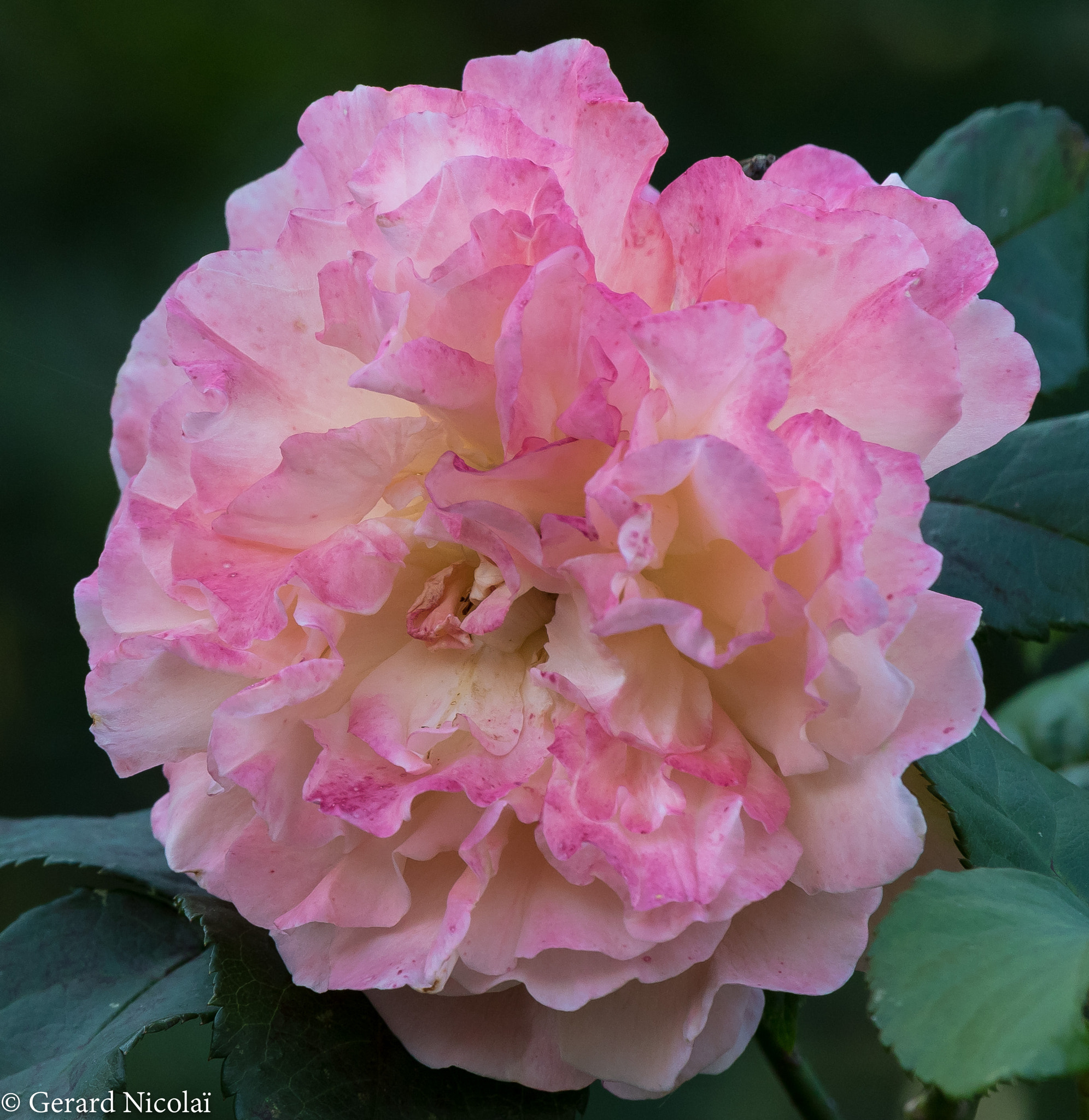 Canon EF 300mm F2.8L IS USM sample photo. Fading beauty photography