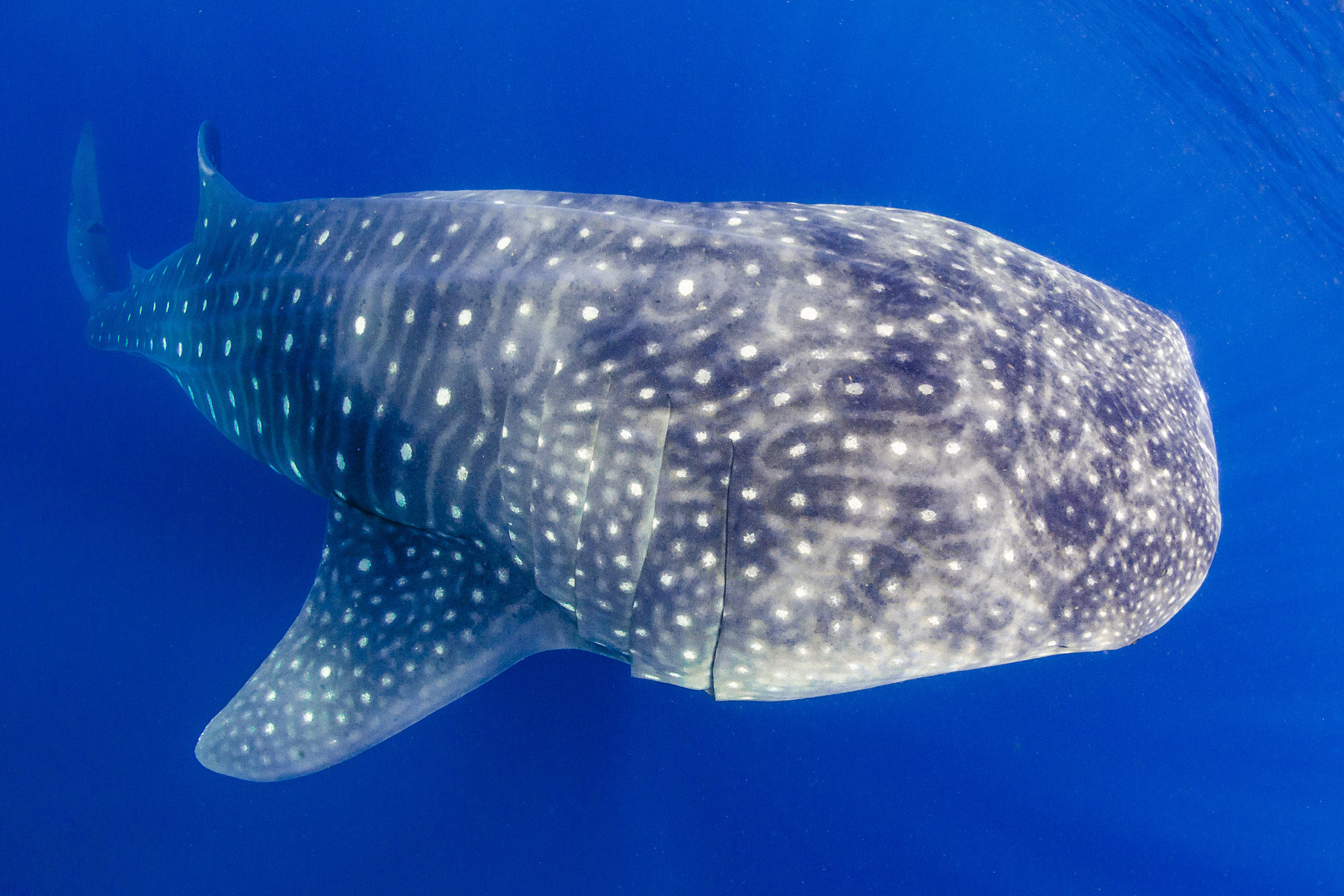Nikon AF DX Fisheye-Nikkor 10.5mm F2.8G ED sample photo. Whale shark photography