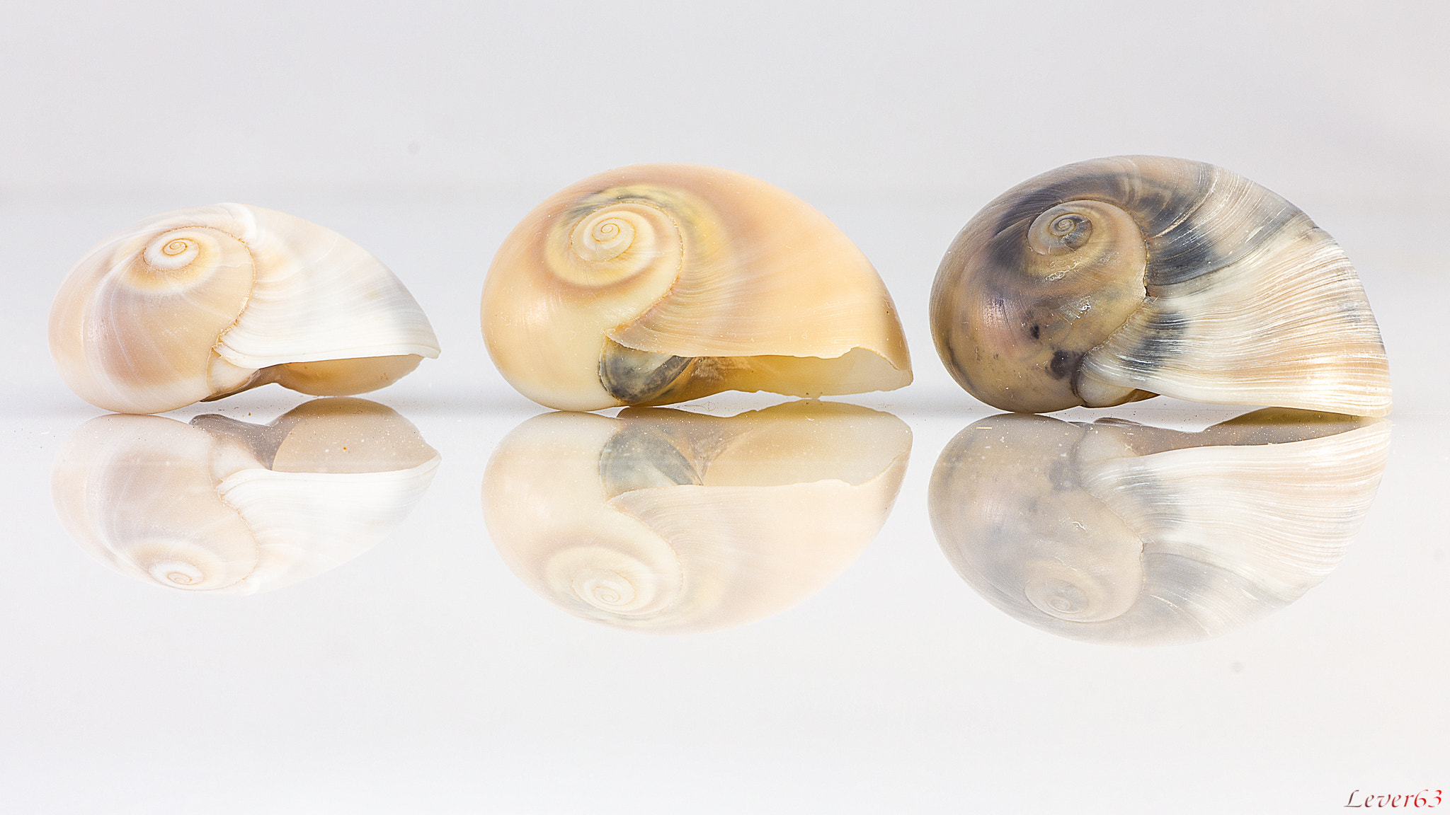 Canon EOS 550D (EOS Rebel T2i / EOS Kiss X4) + Tamron SP AF 90mm F2.8 Di Macro sample photo. Shells #1 photography