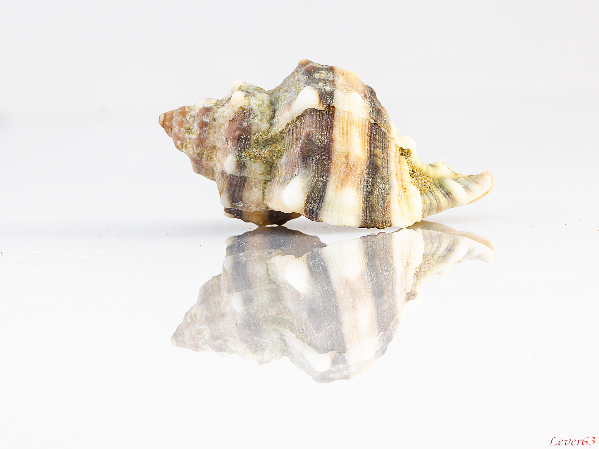 Canon EOS 550D (EOS Rebel T2i / EOS Kiss X4) + Tamron SP AF 90mm F2.8 Di Macro sample photo. Shell #2 photography