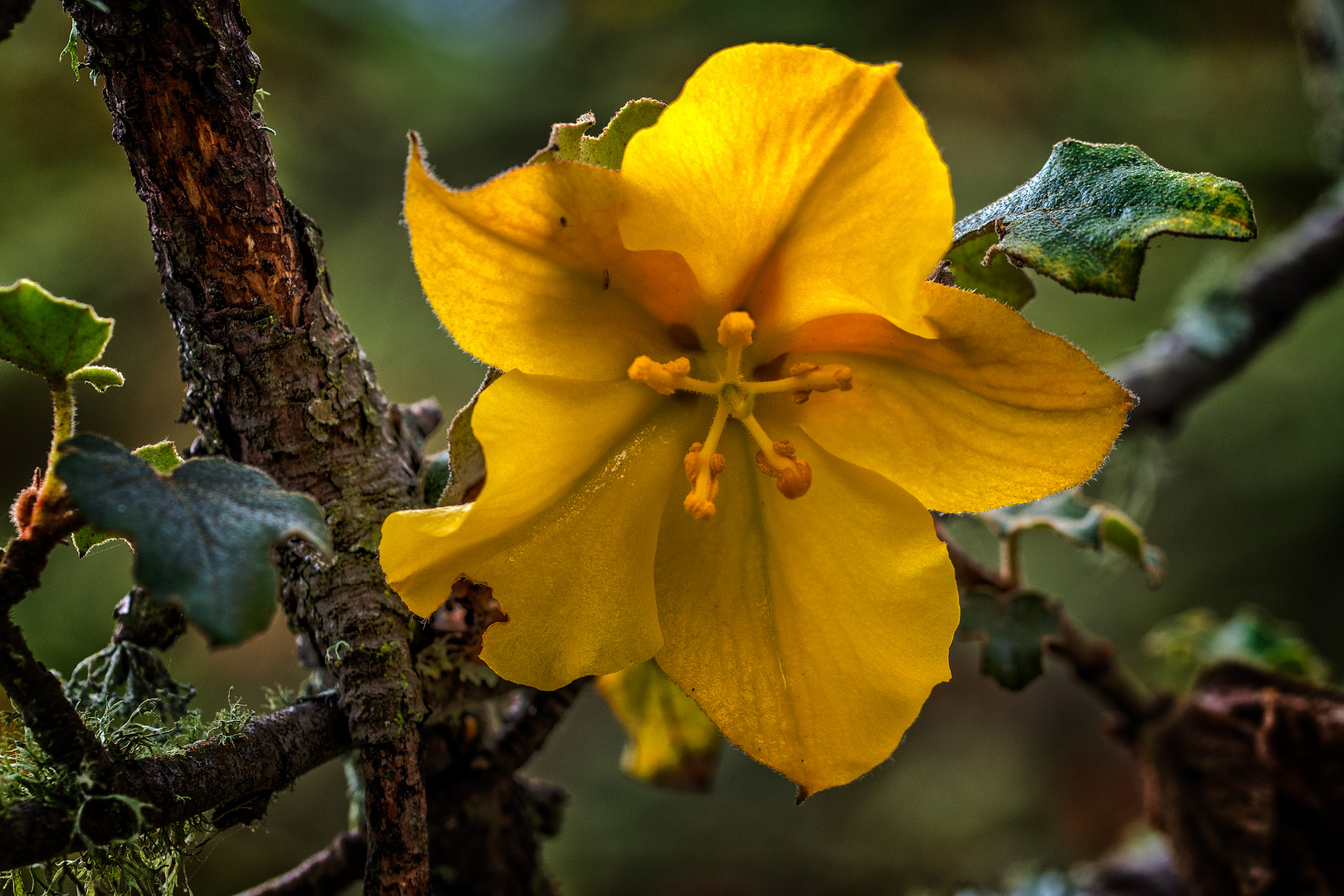 Nikon D600 sample photo. A yellow beauty photography