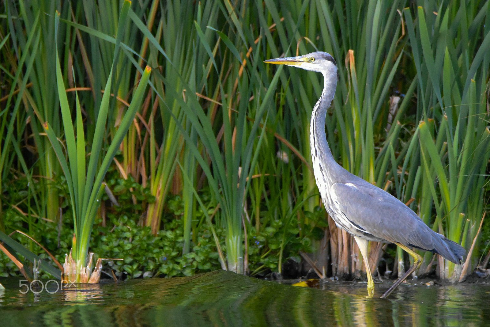 Tamron SP 150-600mm F5-6.3 Di VC USD sample photo. Heron photography