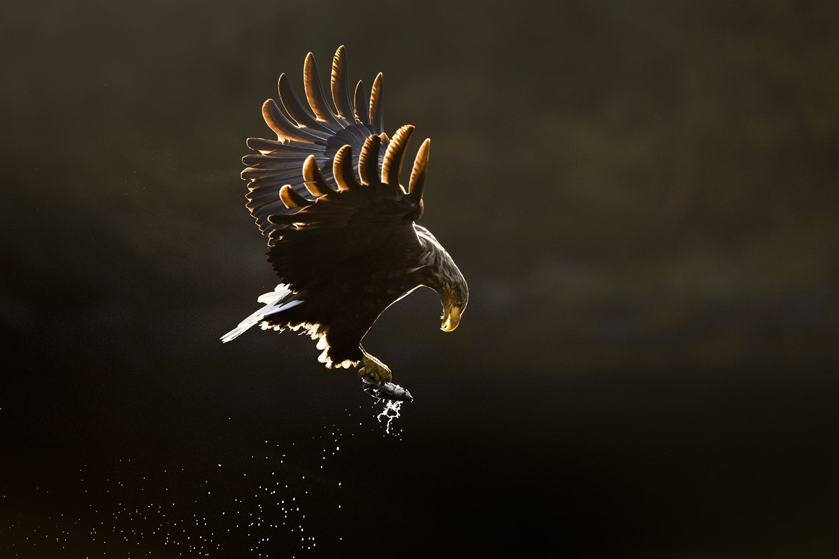 Nikon D4 sample photo. Sea eagle 2 photography