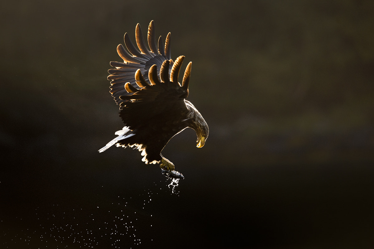 Nikon D4 + Nikon AF-S Nikkor 500mm F4G ED VR sample photo. Sea eagle 2 photography