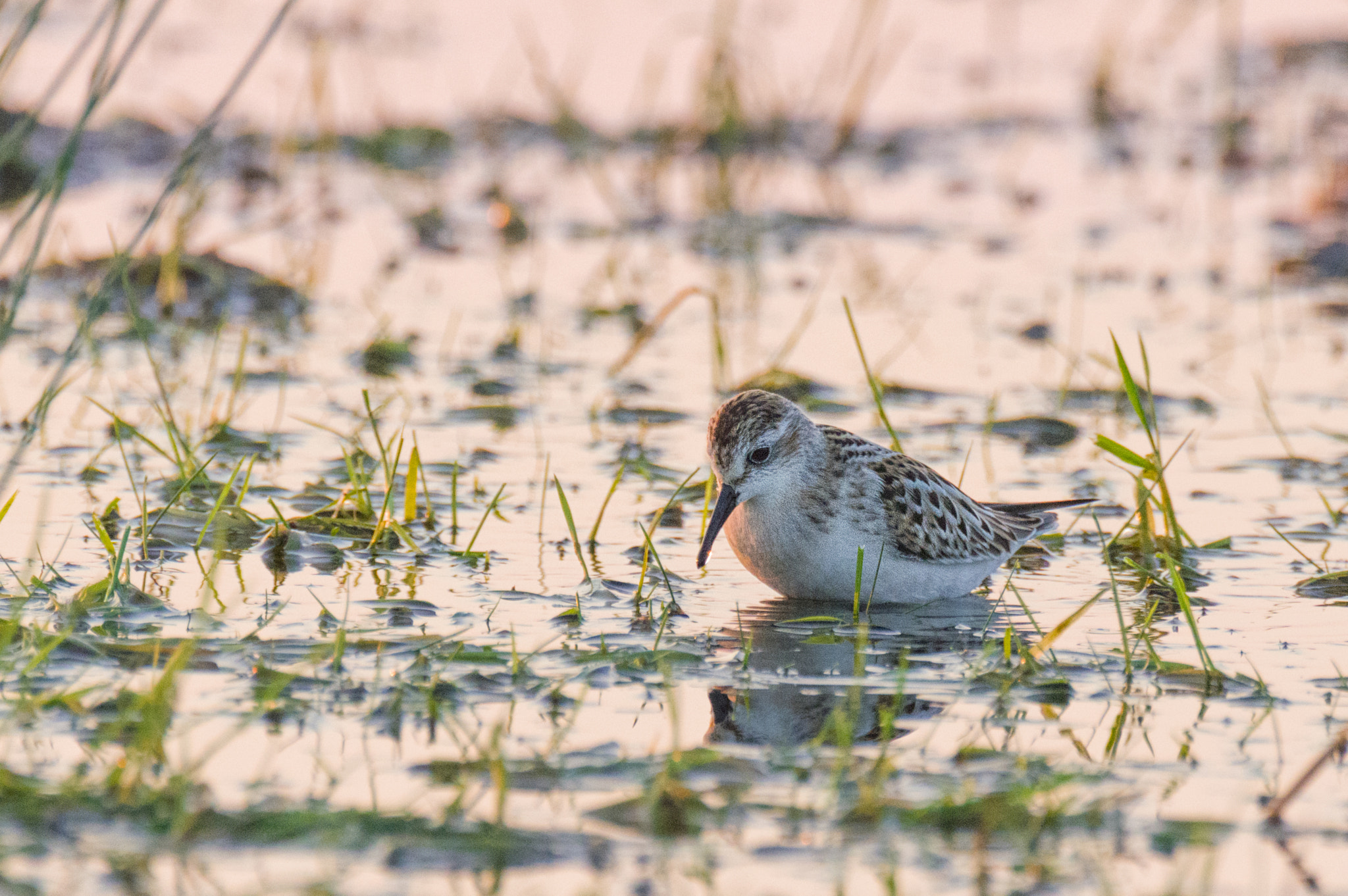 Pentax K-3 sample photo. Dvergsnipe / calidris minuta / little stint photography