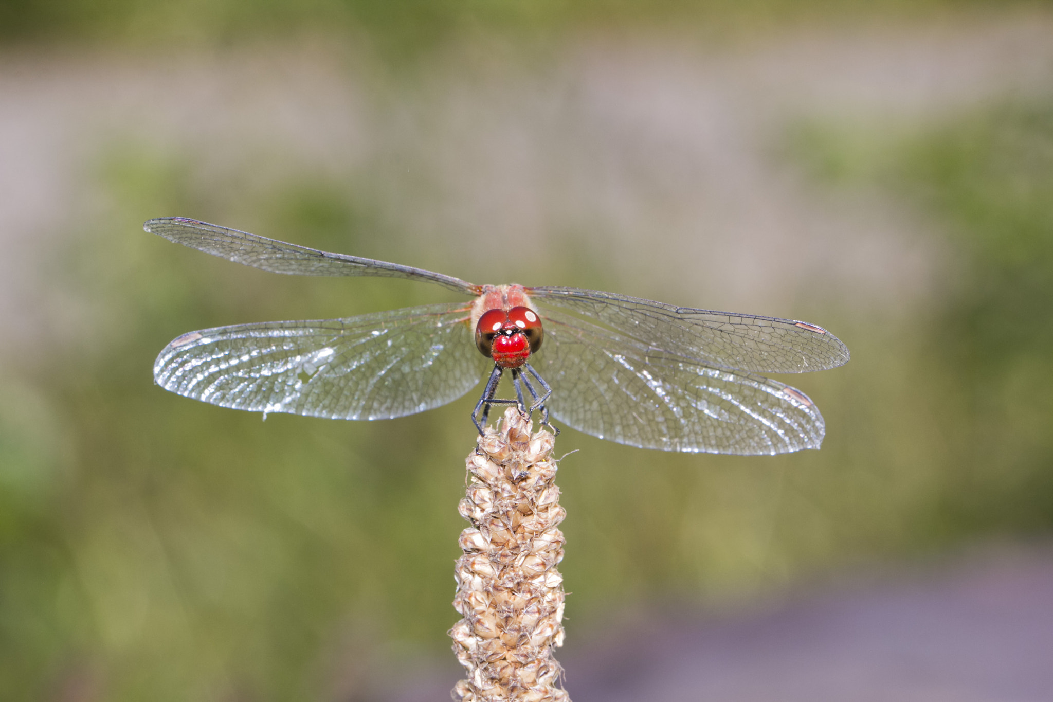 Canon EOS 60D + Canon EF 100mm F2.8L Macro IS USM sample photo. Libellule photography