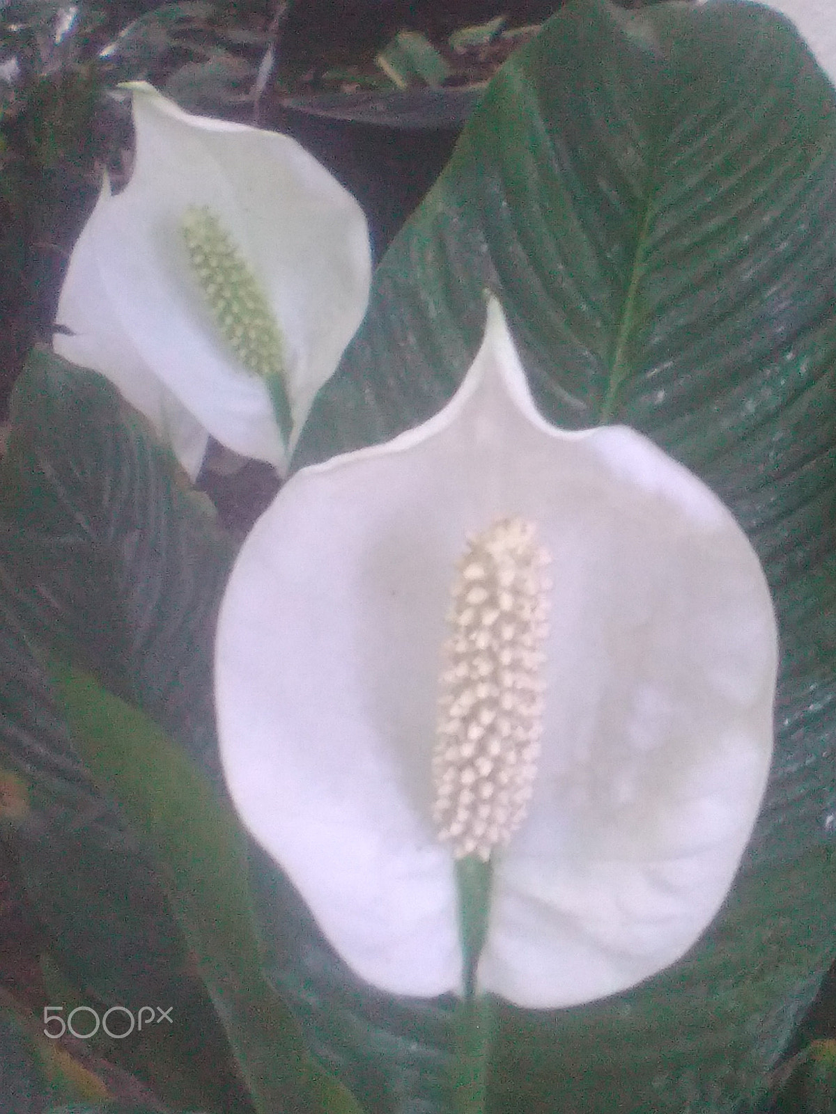 HUAWEI Y550-L01 sample photo. Various plants and animals city garden zurich photography