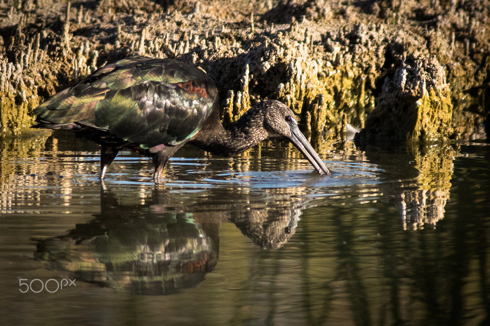 Canon EOS 7D Mark II + Canon EF 400mm F5.6L USM sample photo. Glossy ibis (plegadis falcinellus) photography