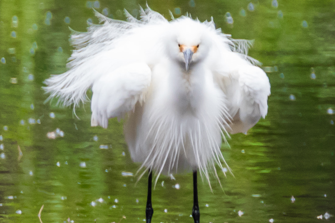 Canon EOS 5DS sample photo. Torrance madrona marsh, california. photography