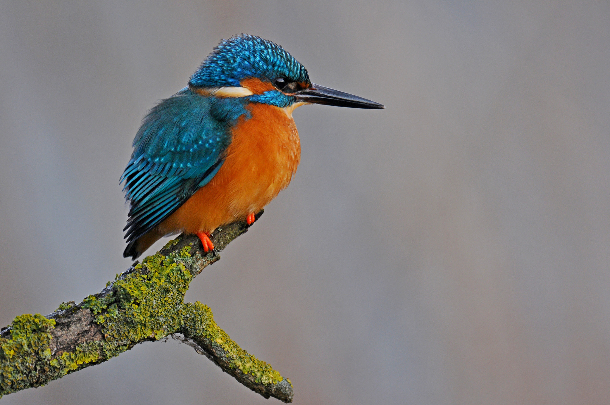 Nikon D300S + Nikon AF-S Nikkor 600mm F4G ED VR sample photo. Kingfisher photography