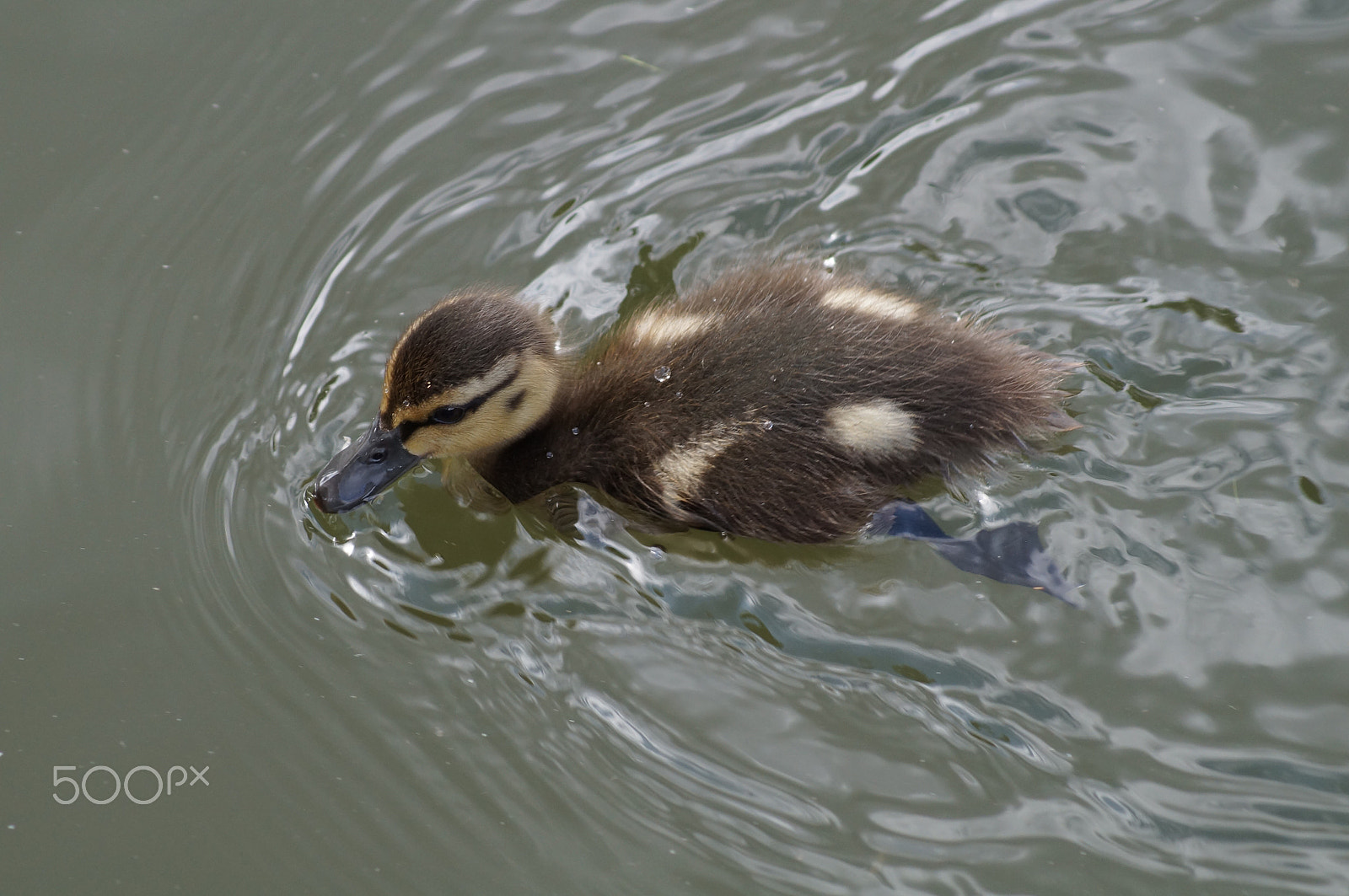 Sony 75-300mm F4.5-5.6 sample photo. Little duckling photography