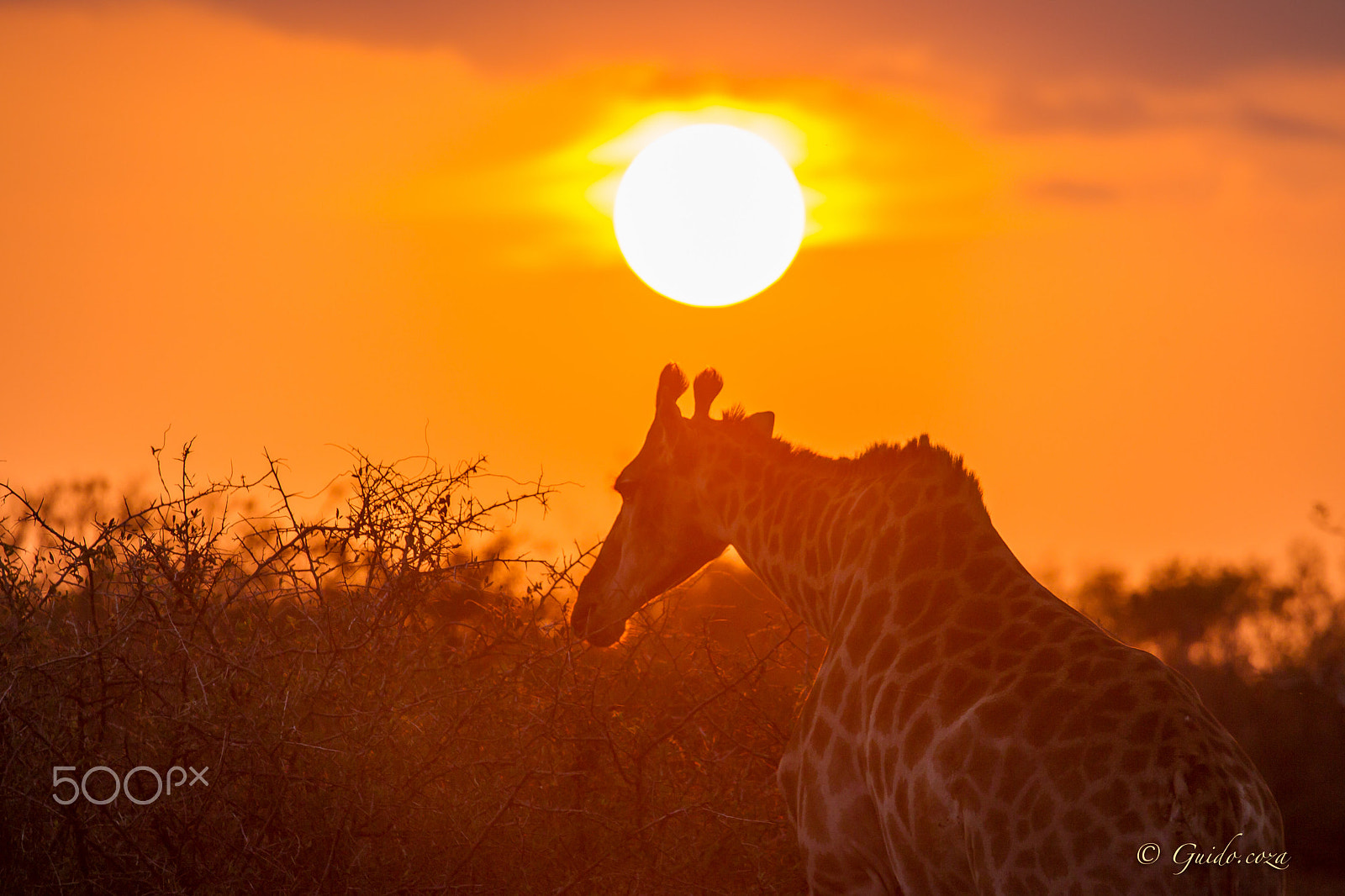Canon EOS-1D Mark IV sample photo. Giraffe in sunset photography
