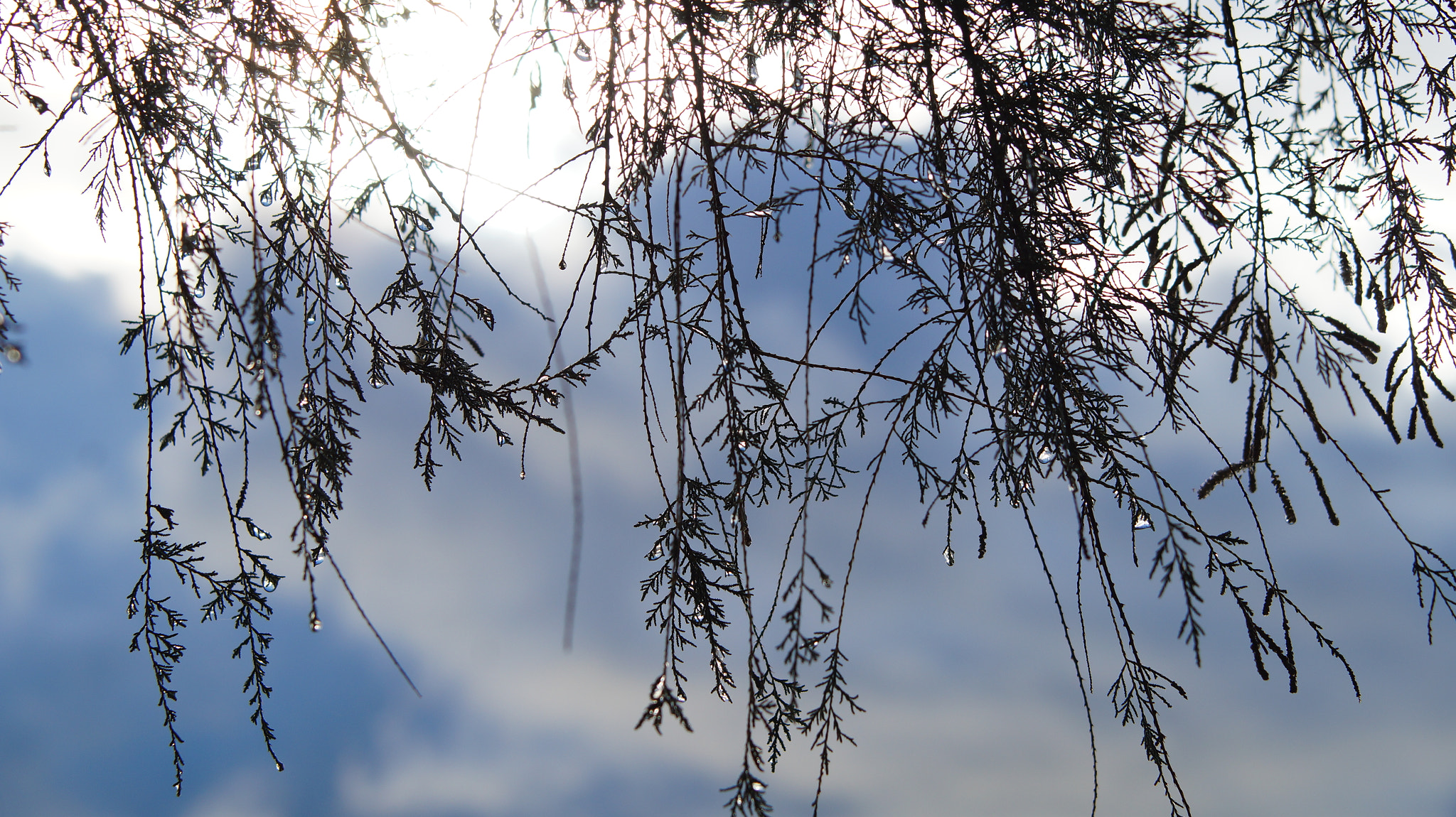 Sony SLT-A58 sample photo. After the rain photography