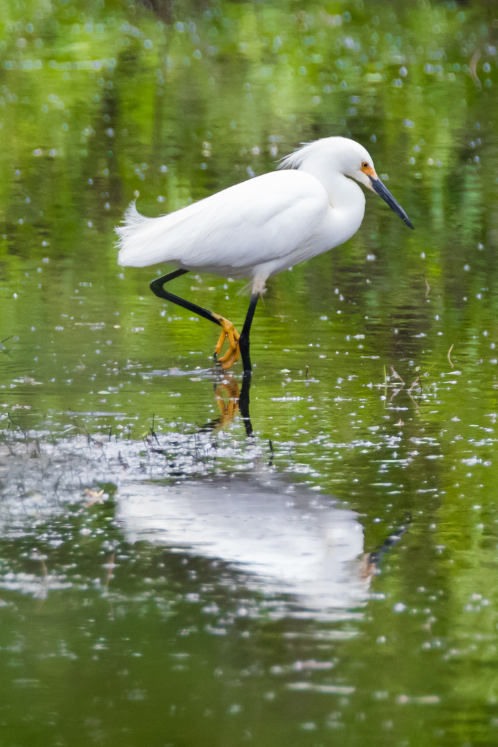 Canon EOS 5DS sample photo. Madrona marsh, torrance california photography