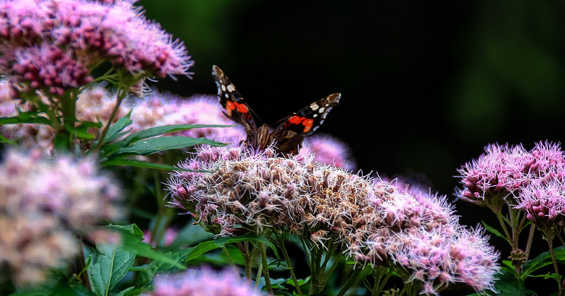 Canon 18-250mm sample photo. Butterfly photography