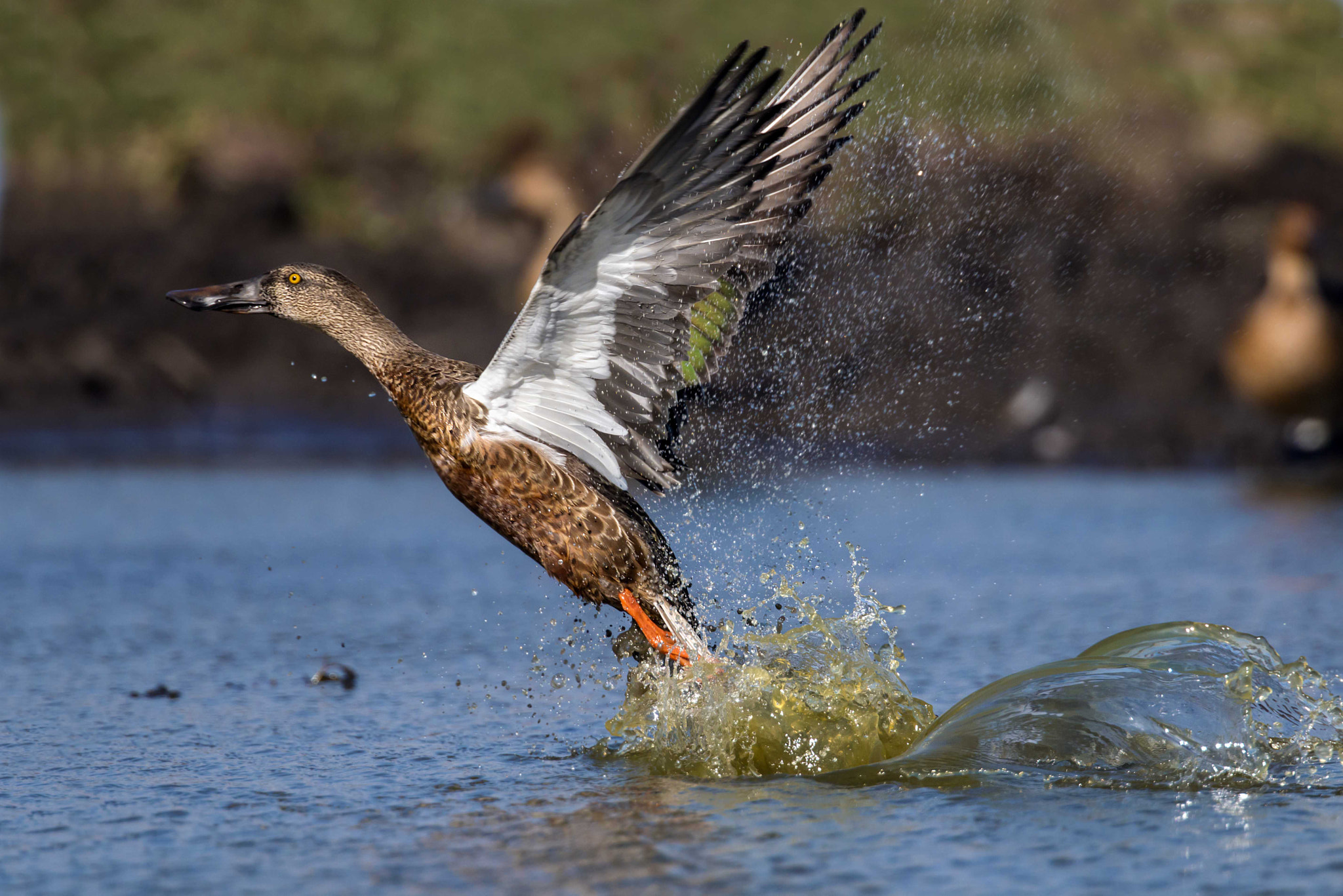 Canon EF 300mm F2.8L IS II USM sample photo. Share cropper photography