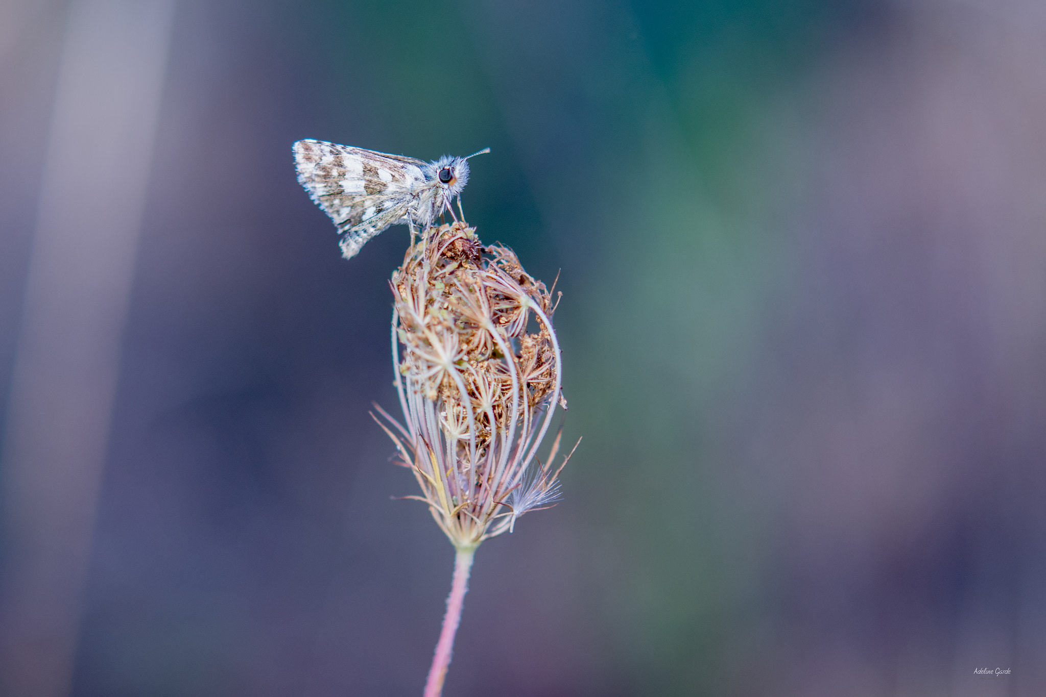 Nikon AF-S Micro-Nikkor 60mm F2.8G ED sample photo. Colore le monde photography