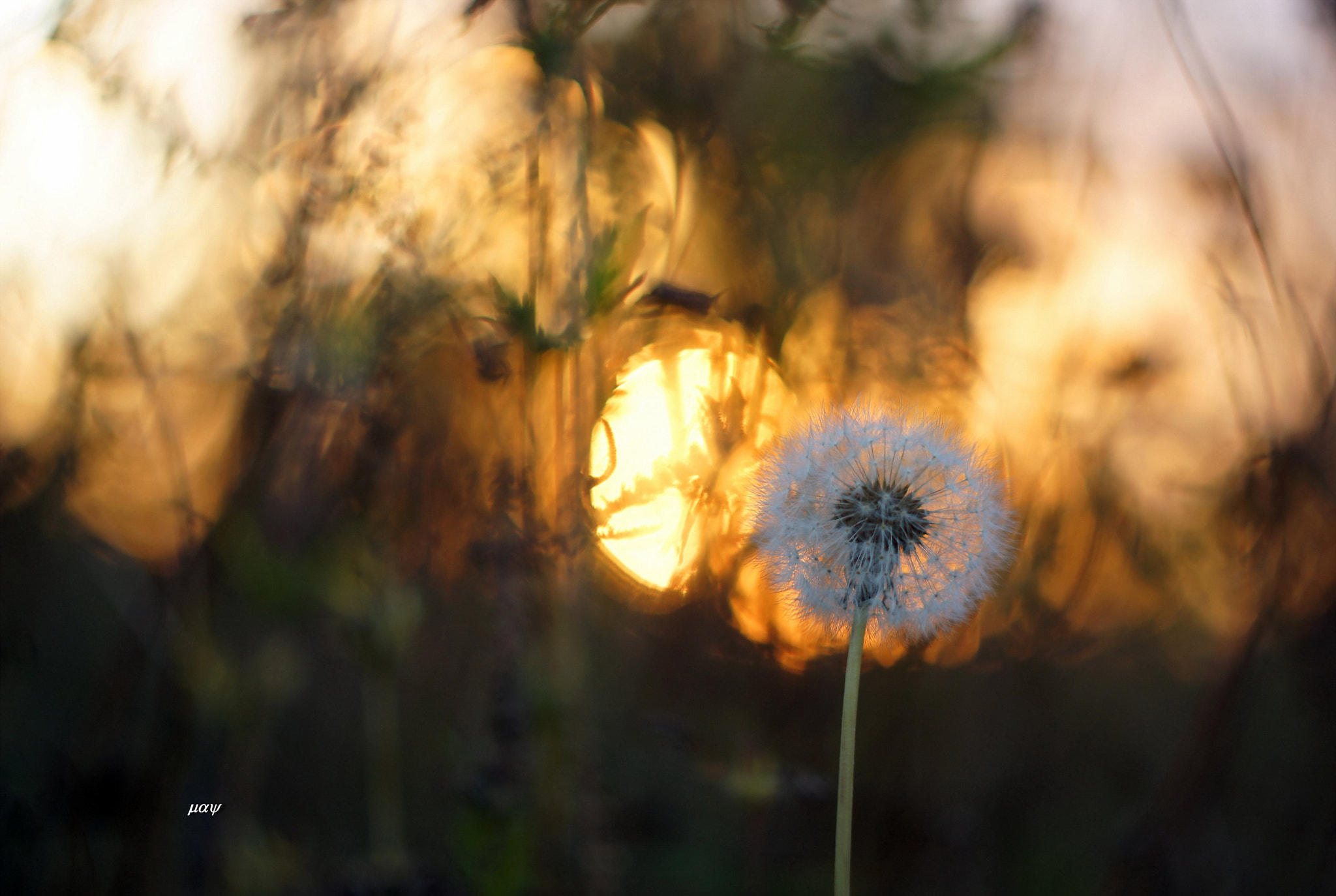 Sony SLT-A65 (SLT-A65V) sample photo. Dandelion at sunset.. photography