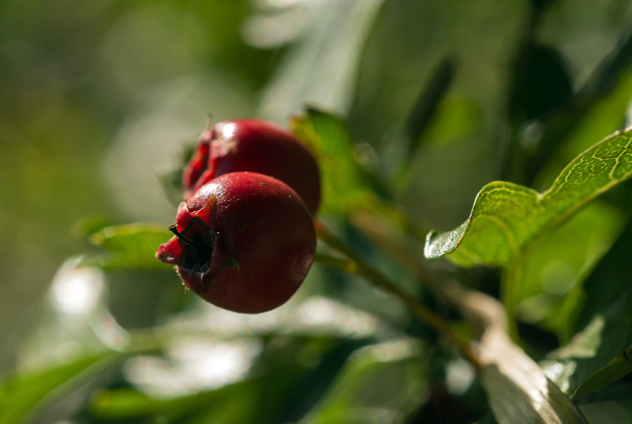 Nikon D7100 + AF Micro-Nikkor 60mm f/2.8 sample photo. Bountiful berries. photography