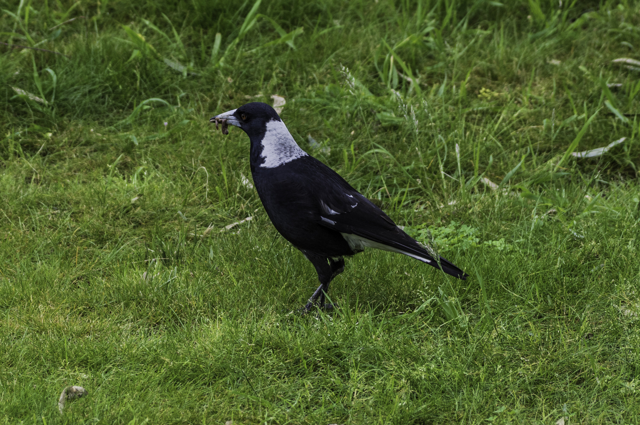 Pentax K-3 II + Pentax smc DA* 60-250mm F4.0 ED (IF) SDM sample photo. Early bird photography