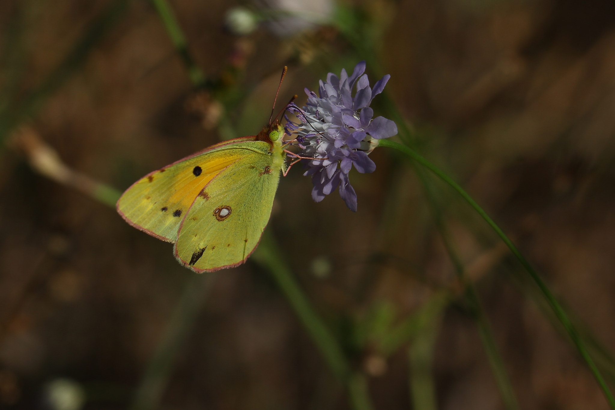 Canon EOS 60D + Canon EF 100mm F2.8L Macro IS USM sample photo. Colias crocea photography