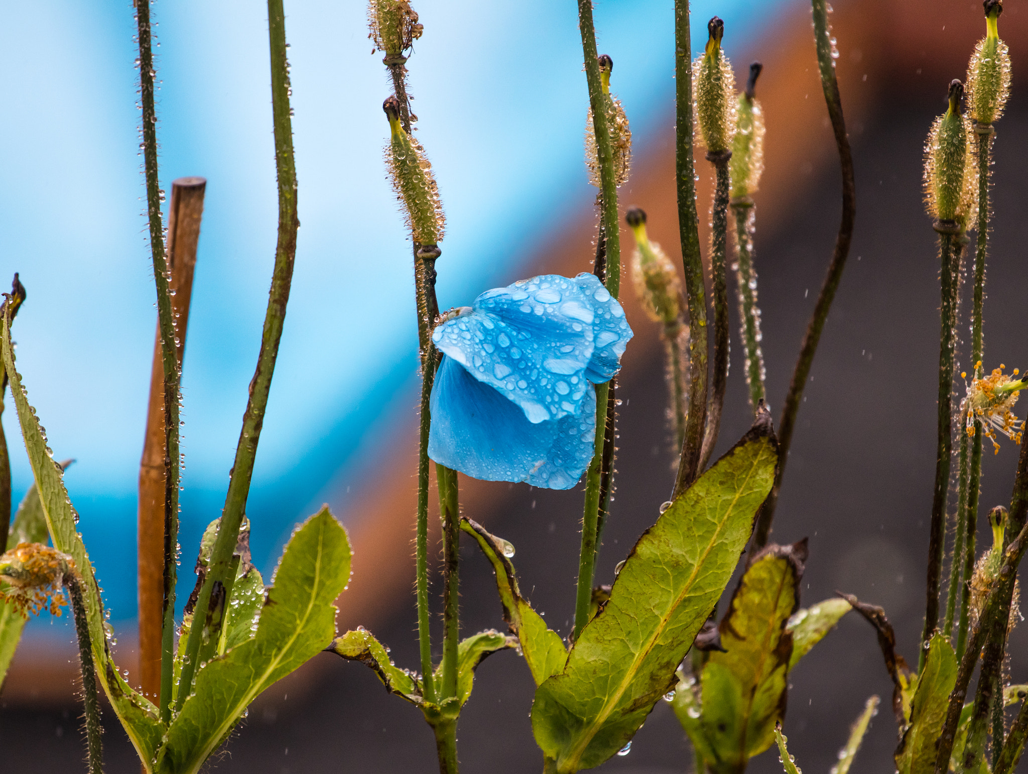 Canon EOS 80D + Canon EF 70-200mm F4L USM sample photo. Rainy flower photography