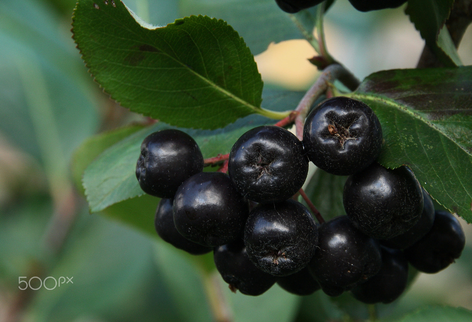 Canon EOS 1000D (EOS Digital Rebel XS / EOS Kiss F) sample photo. Aronia melanocarpa photography