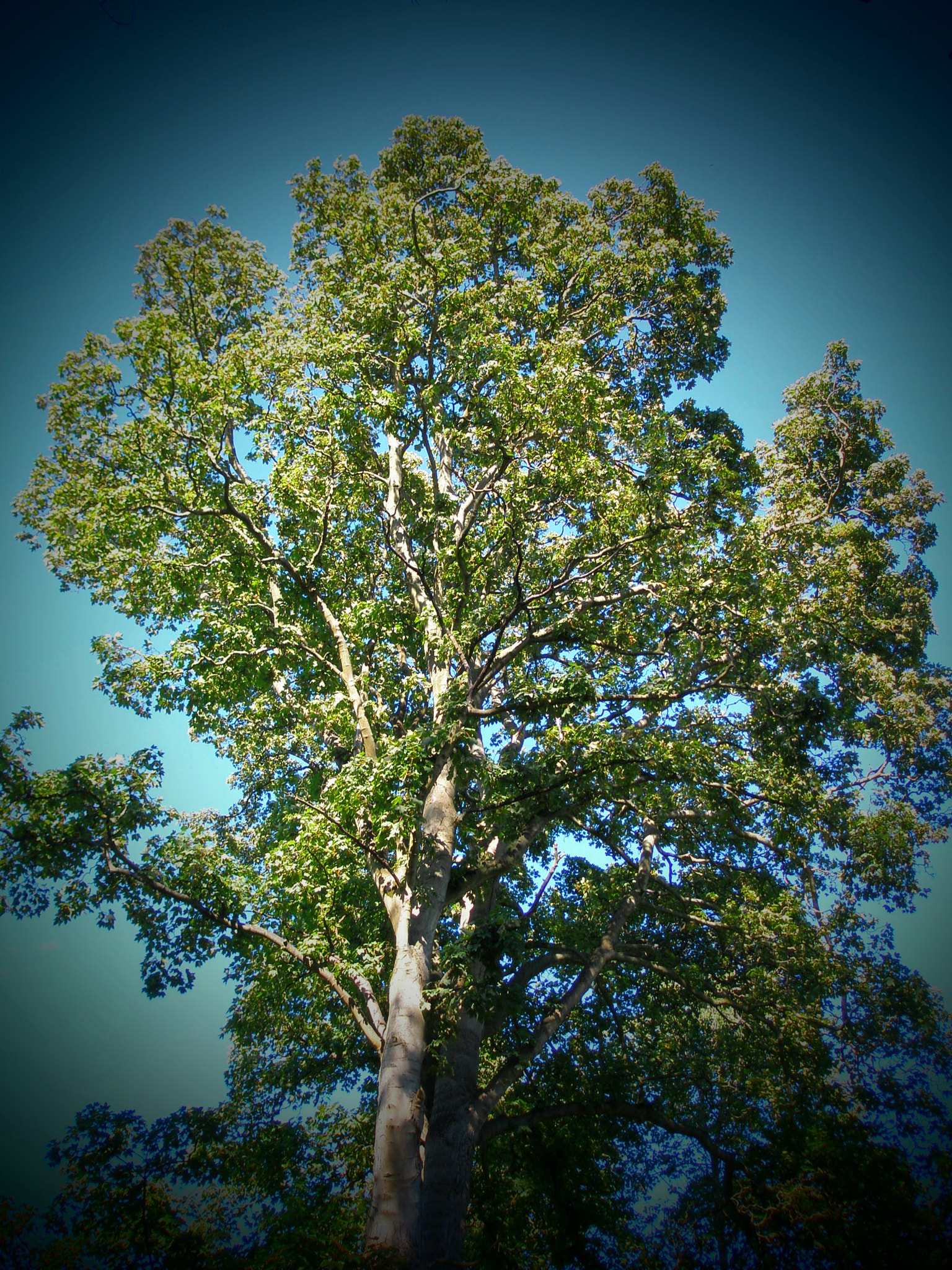 Olympus u810/S810 sample photo. A tree  photography