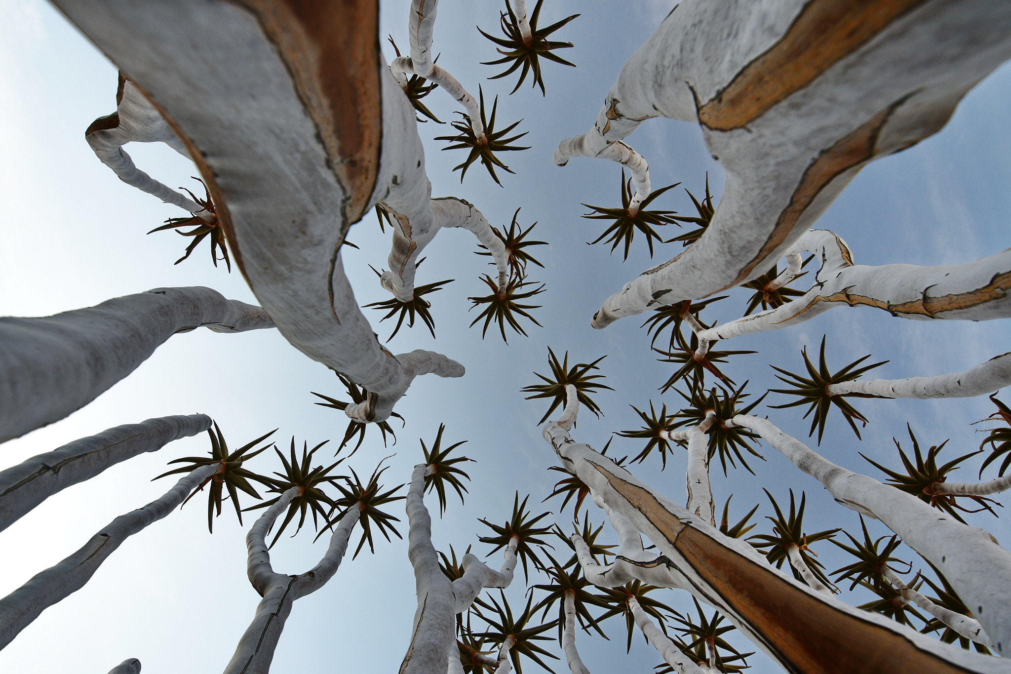 Nikon D500 sample photo. Quiver tree photography