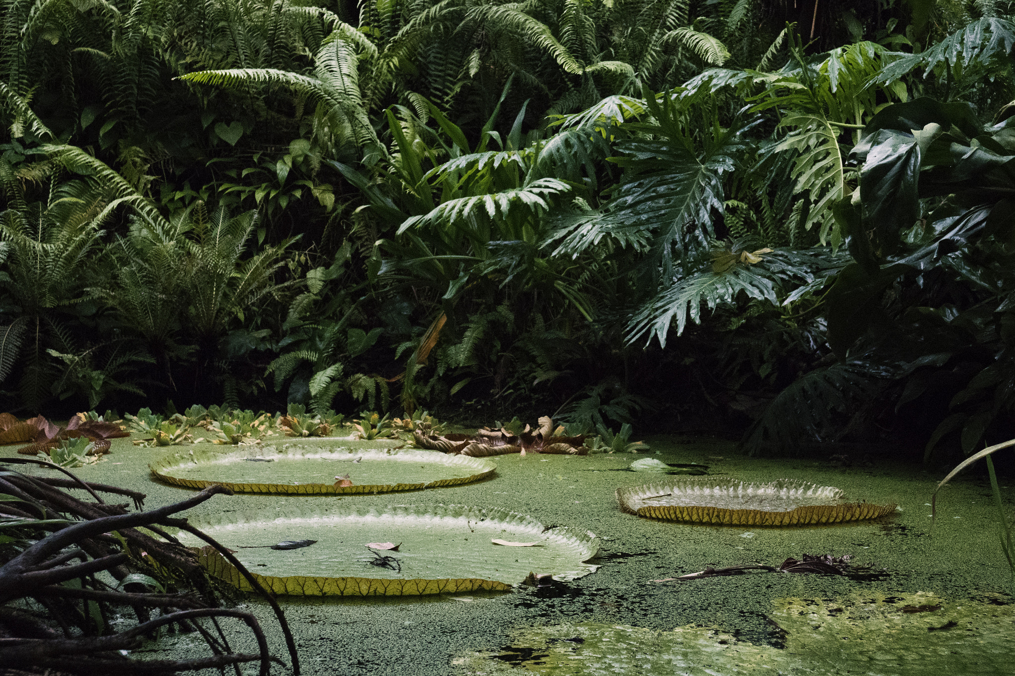 Panasonic Lumix DMC-GX8 sample photo. Rainforest photography
