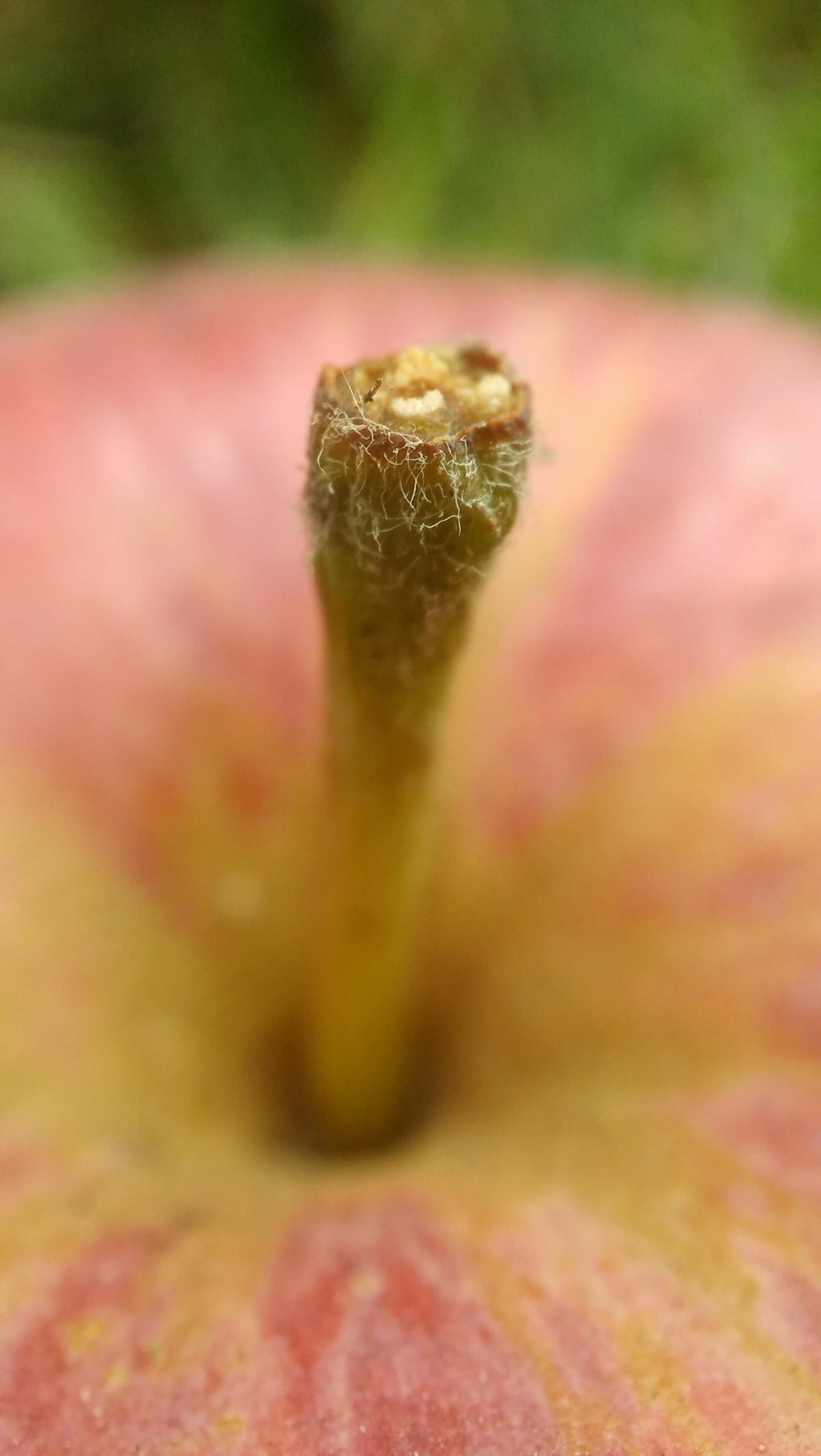 LG SPIRIT 4G LTE sample photo. Apple photography