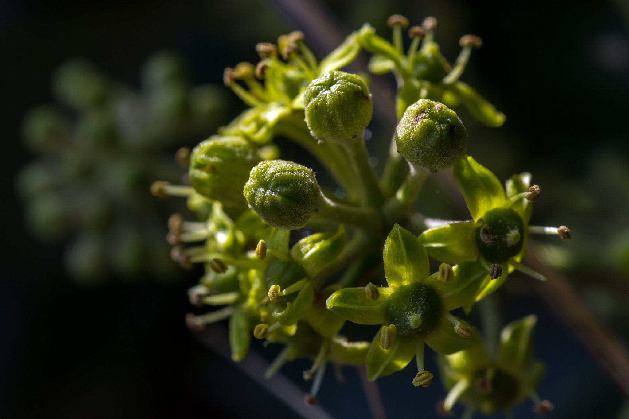 Nikon D7100 + AF Micro-Nikkor 60mm f/2.8 sample photo. A late harvest for the busy buzzing bees. photography