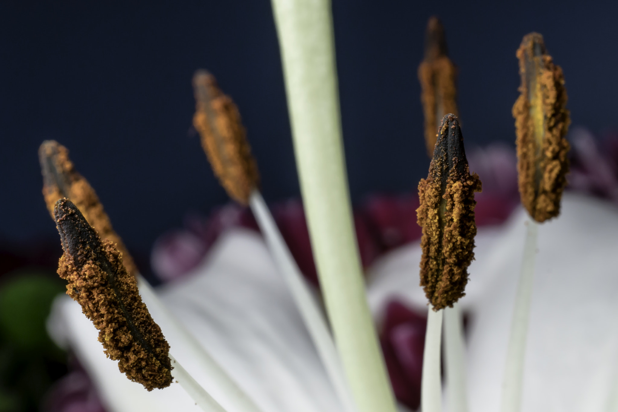 Sony a7R II + Sony E 30mm F3.5 Macro sample photo. Stargazer lily photography