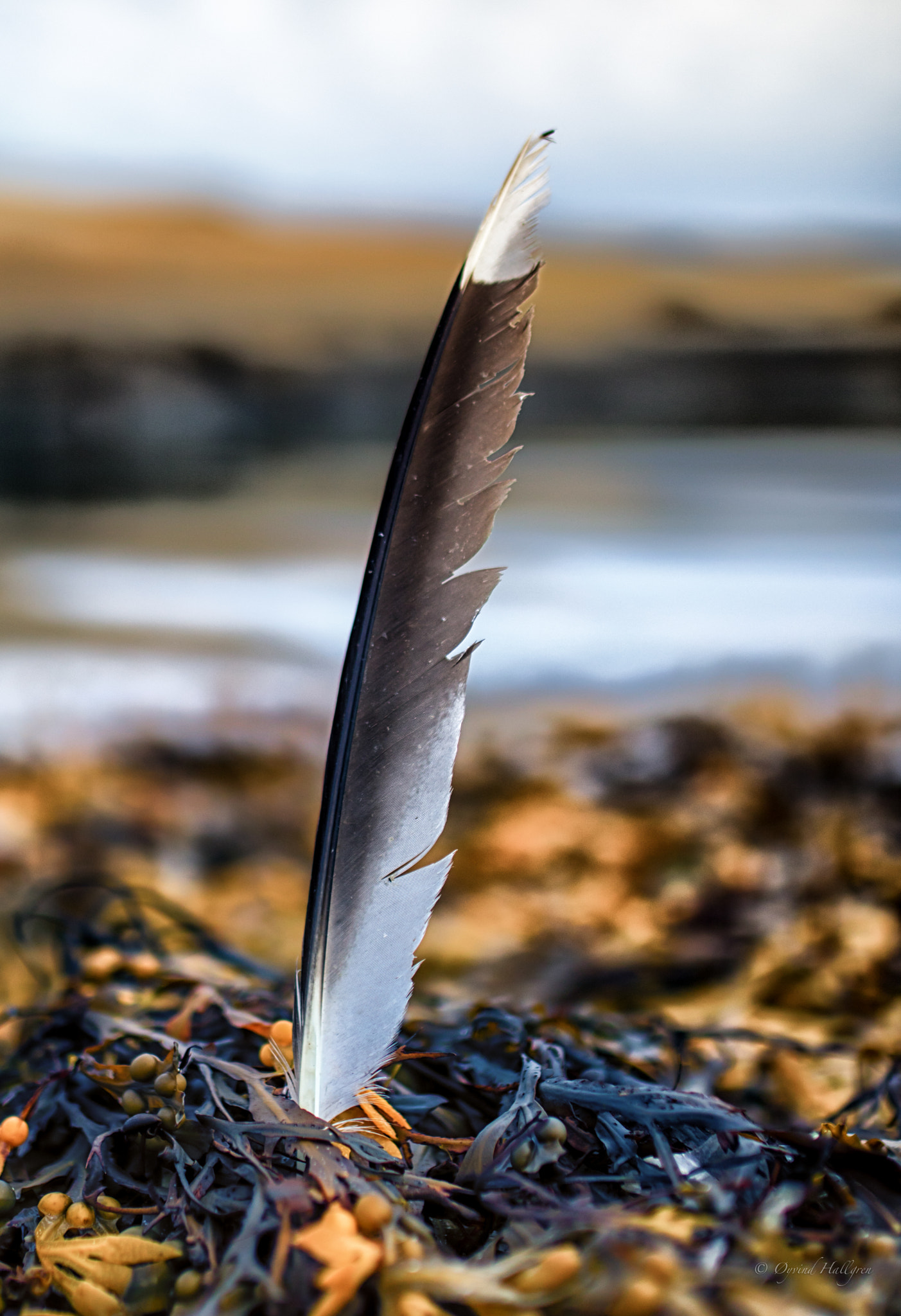 Sigma 35mm F1.4 DG HSM Art sample photo. Feather in seaweed photography