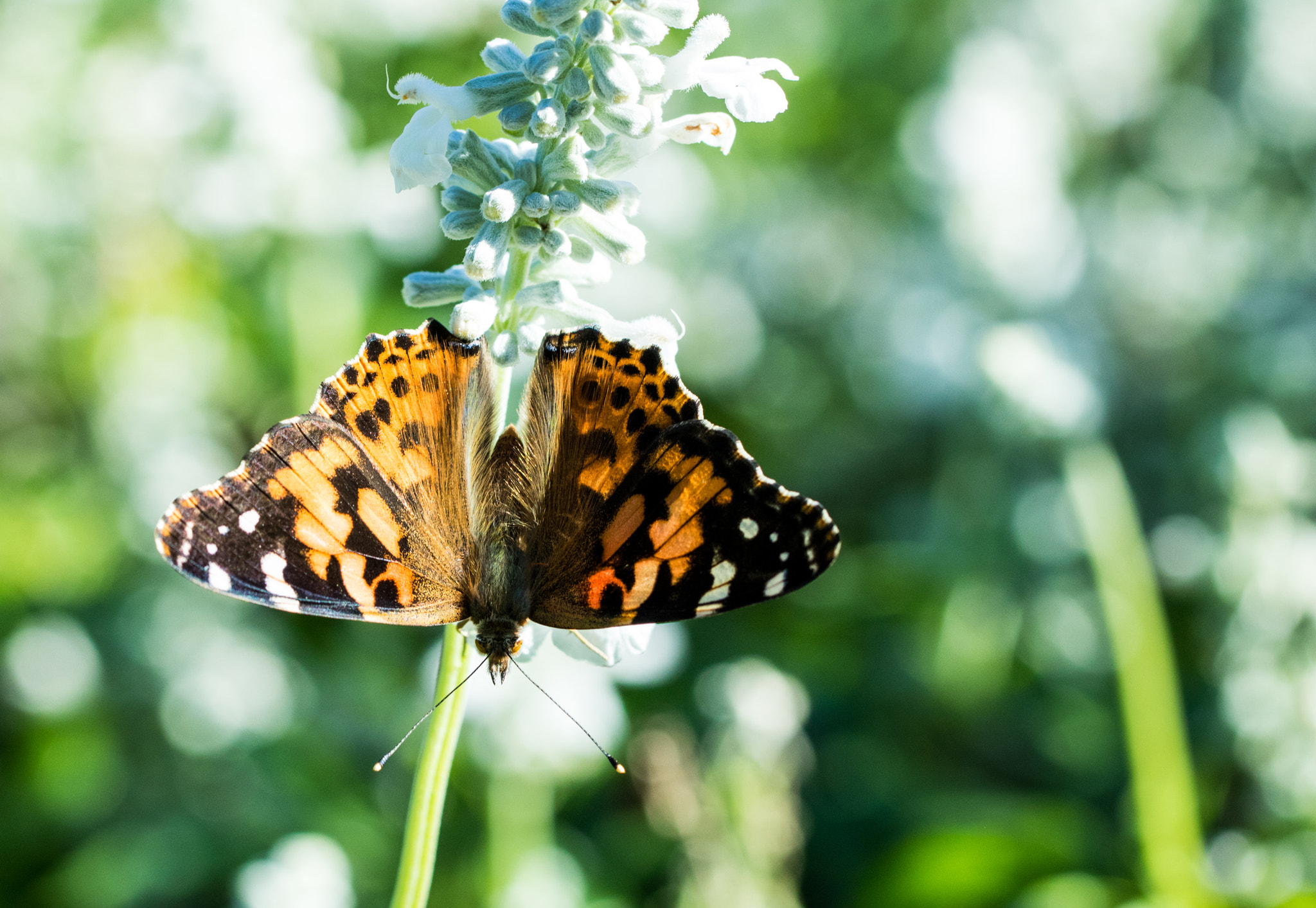 Canon EF 100mm F2.8L Macro IS USM sample photo. Orange black butterfly on white flower photography