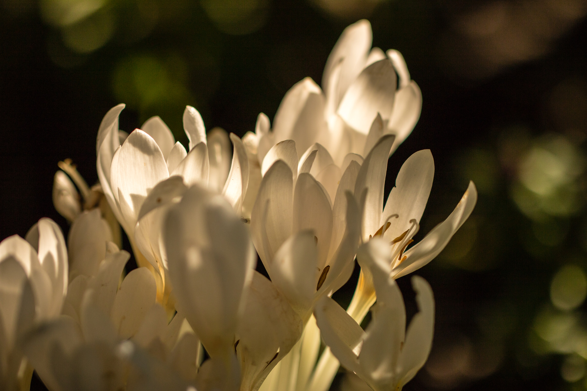 Canon EF 100mm F2.8L Macro IS USM sample photo. White blossoms backlit photography