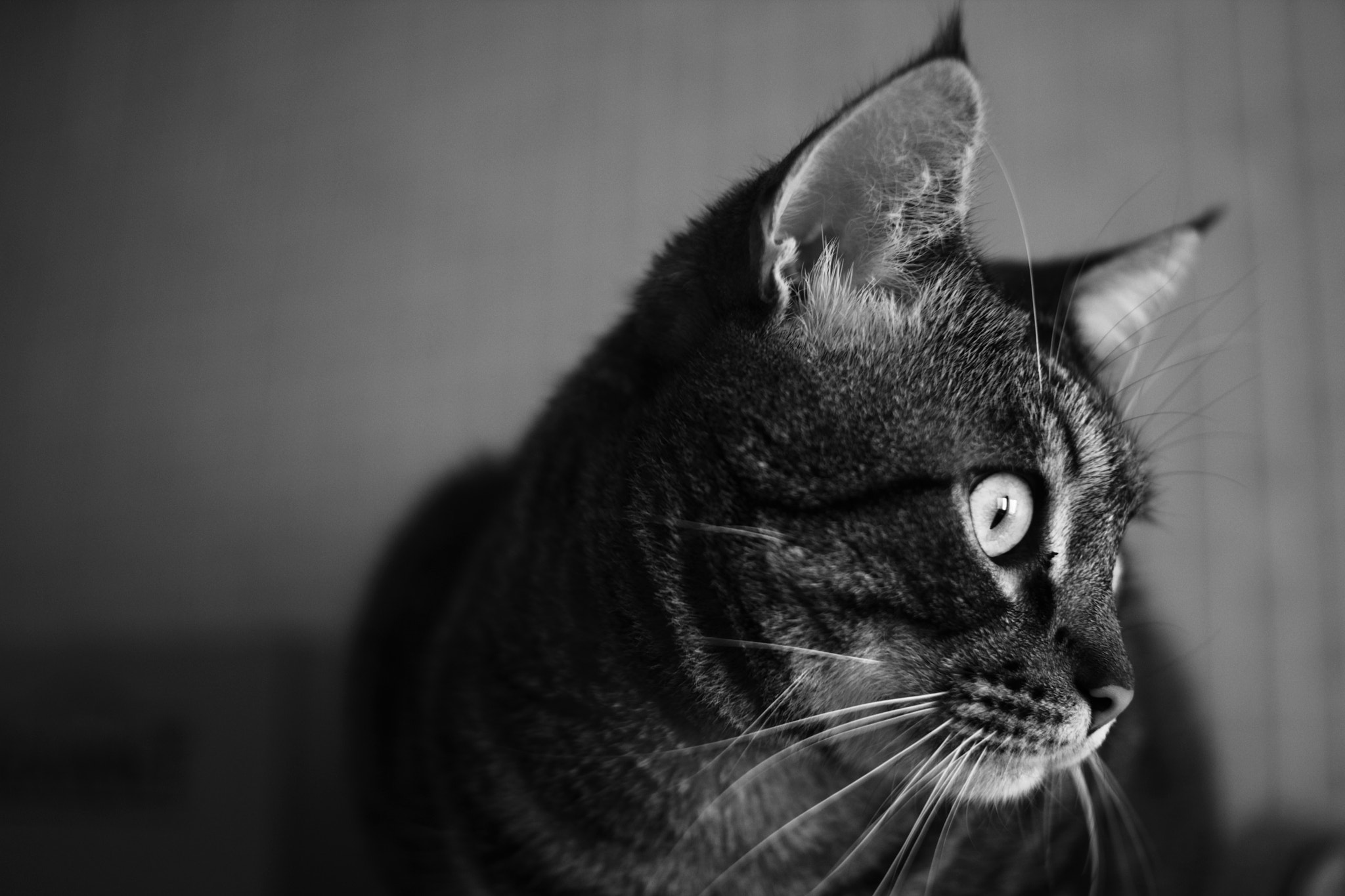 Canon EOS 60D + Sigma 30mm f/1.4 DC HSM sample photo. Watching photography