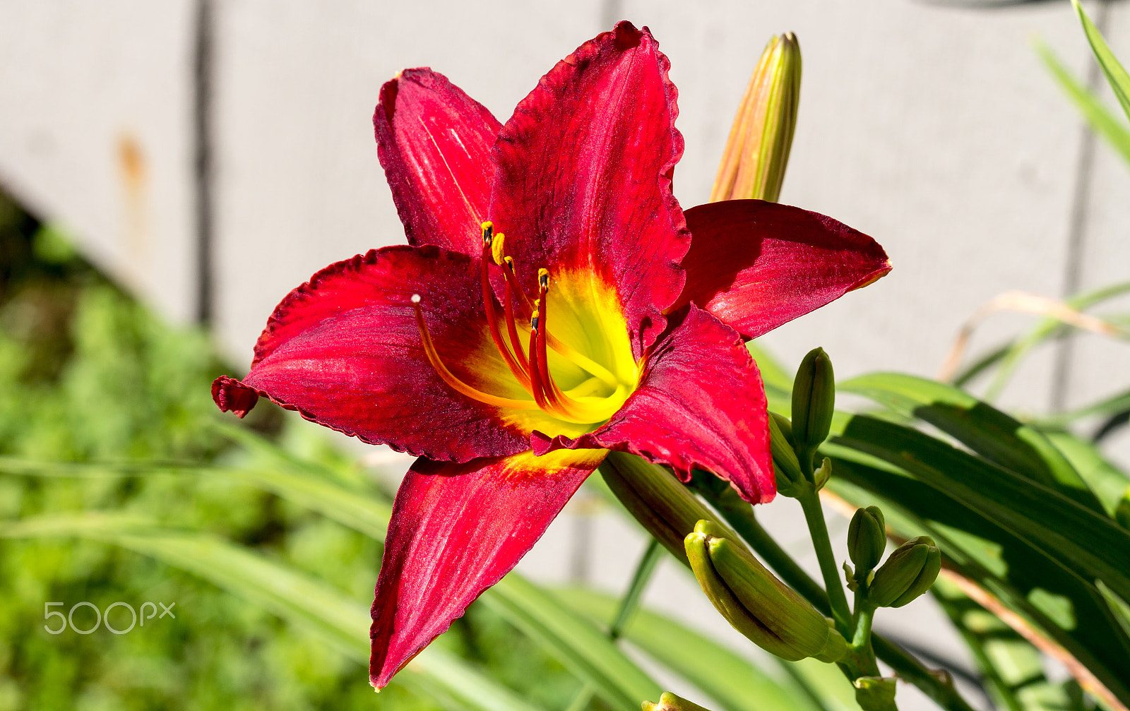 Canon EOS 60D + Canon EF 100mm F2.8L Macro IS USM sample photo. Daylily at my backyard photography
