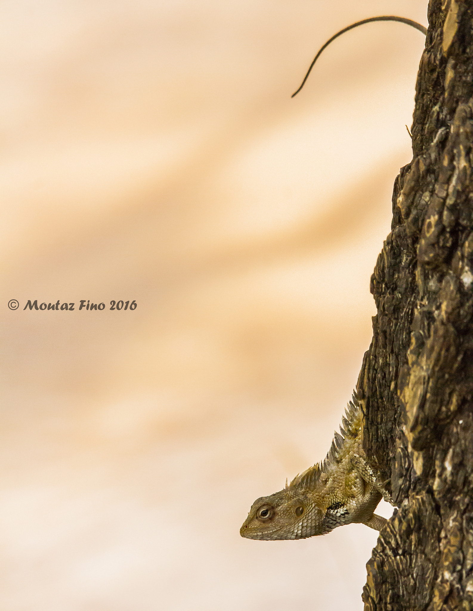 Canon EOS 550D (EOS Rebel T2i / EOS Kiss X4) + Sigma 150-500mm F5-6.3 DG OS HSM sample photo. A long legged lizard photography
