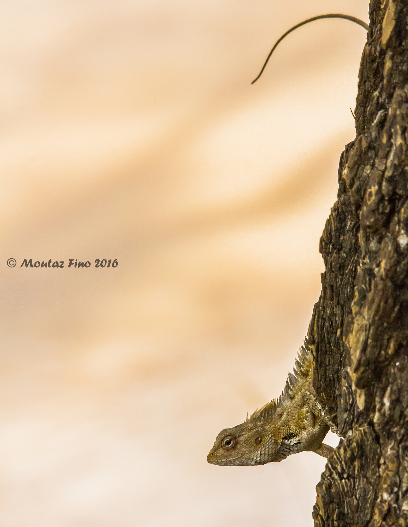 Sigma 150-500mm F5-6.3 DG OS HSM sample photo. A long legged lizard photography