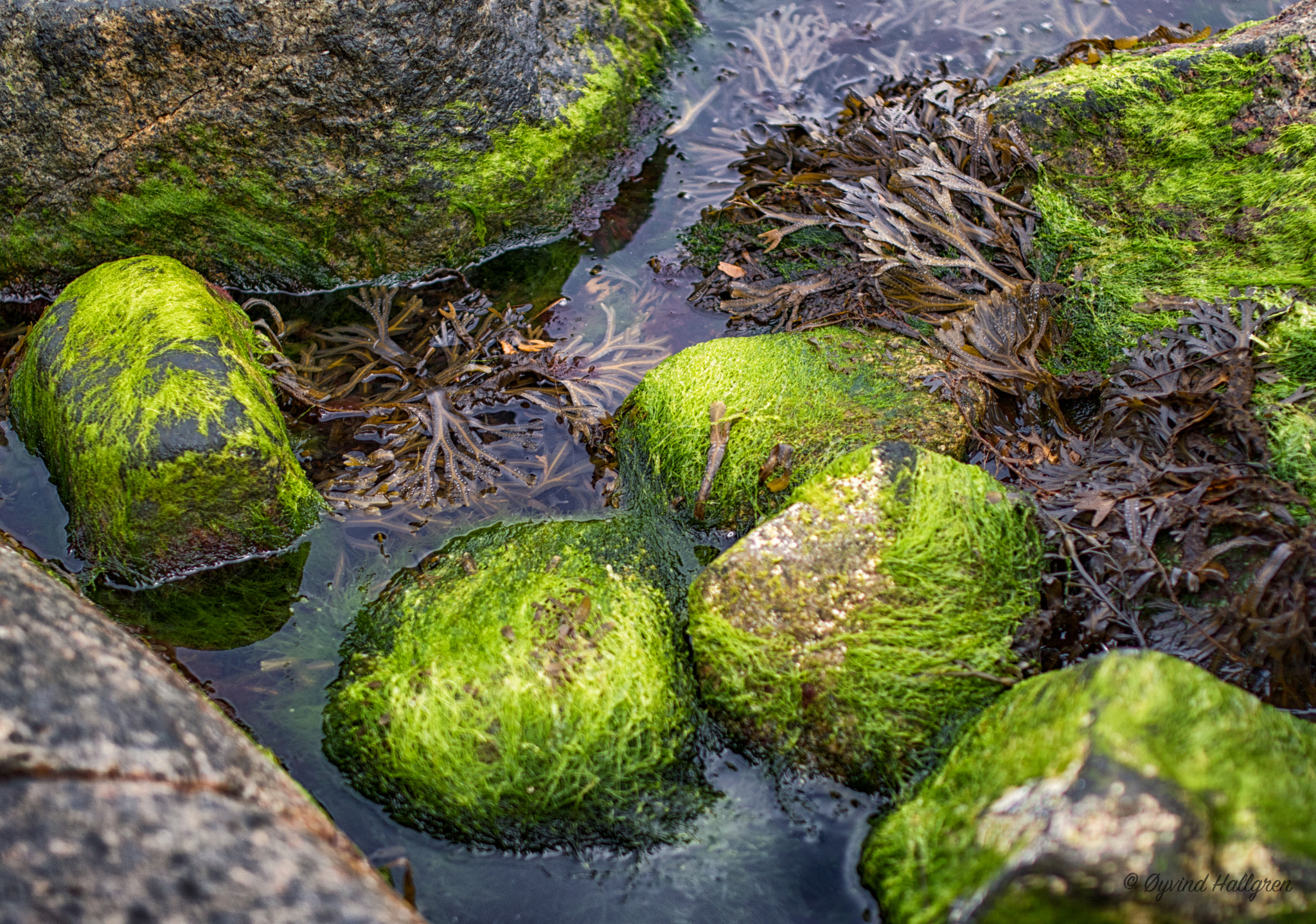 Canon EOS 7D Mark II sample photo. Green seaweed photography