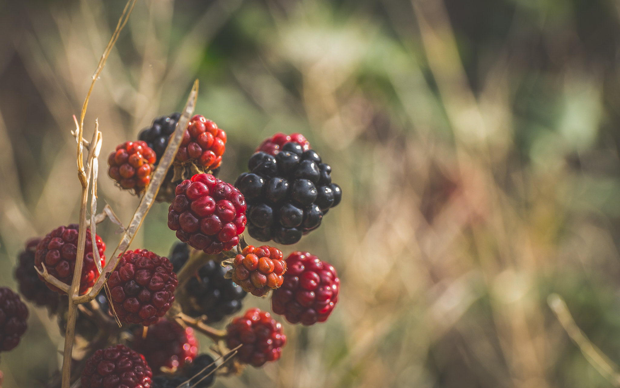 Canon EF 24-70mm F4L IS USM sample photo. Blackberries photography