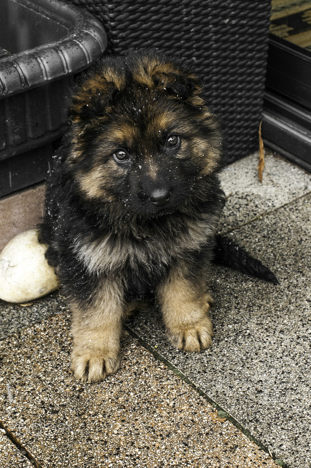 Nikon D300 + Nikon AF-S Nikkor 50mm F1.4G sample photo. German shepherd photography