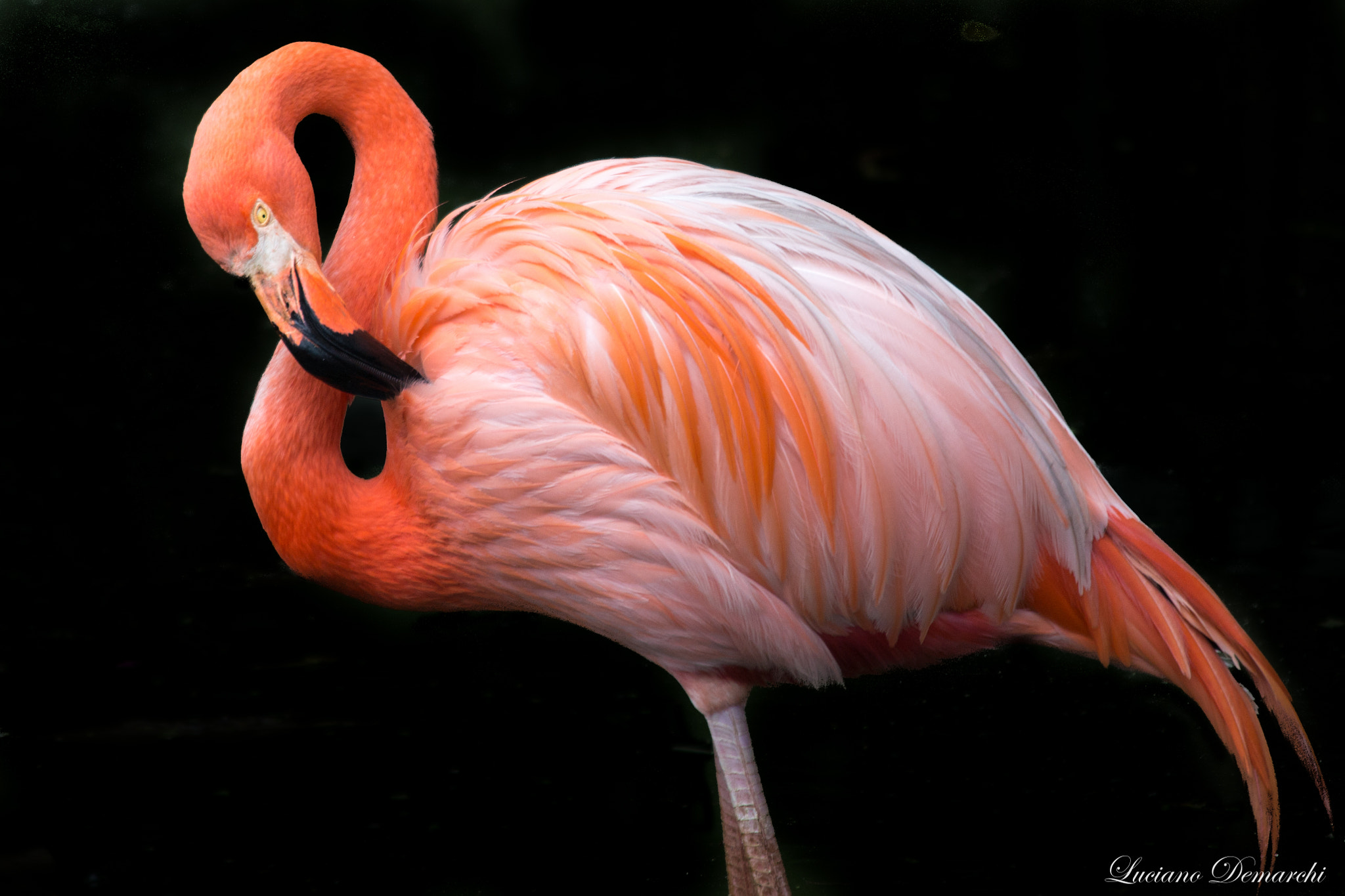 Canon EOS 100D (EOS Rebel SL1 / EOS Kiss X7) sample photo. Flamingo i photography